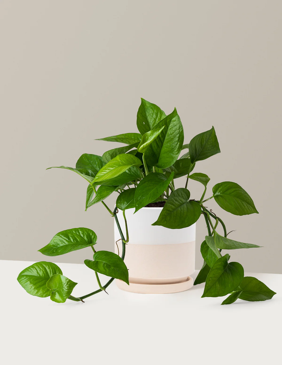 Jade Pothos - Image 20