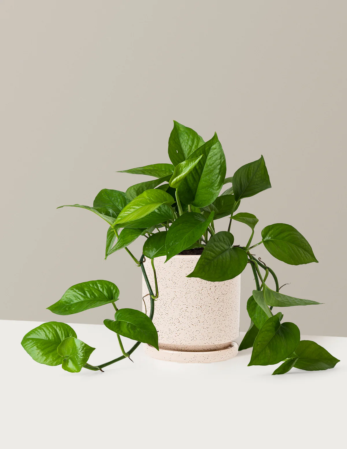 Jade Pothos - Image 21