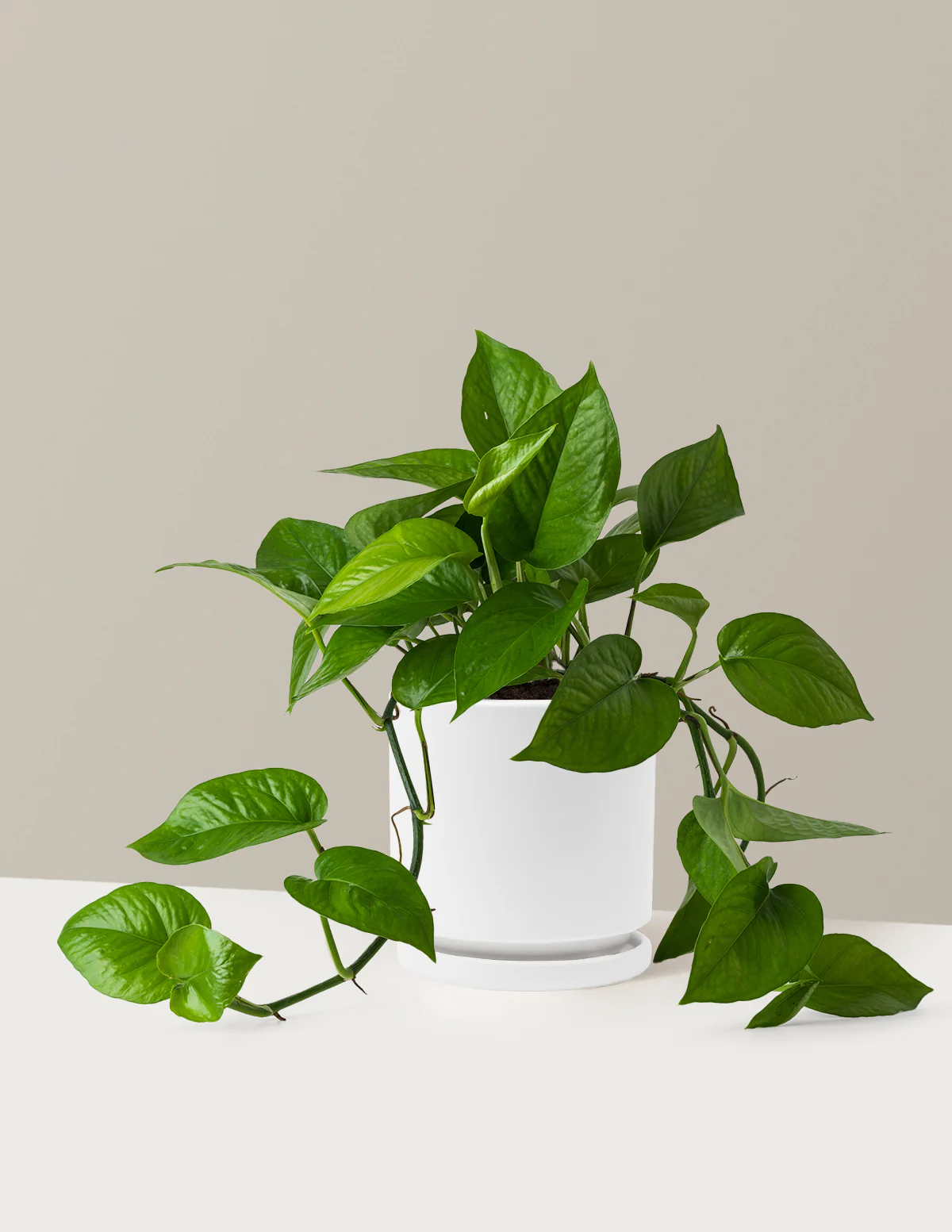 Jade Pothos - Image 22