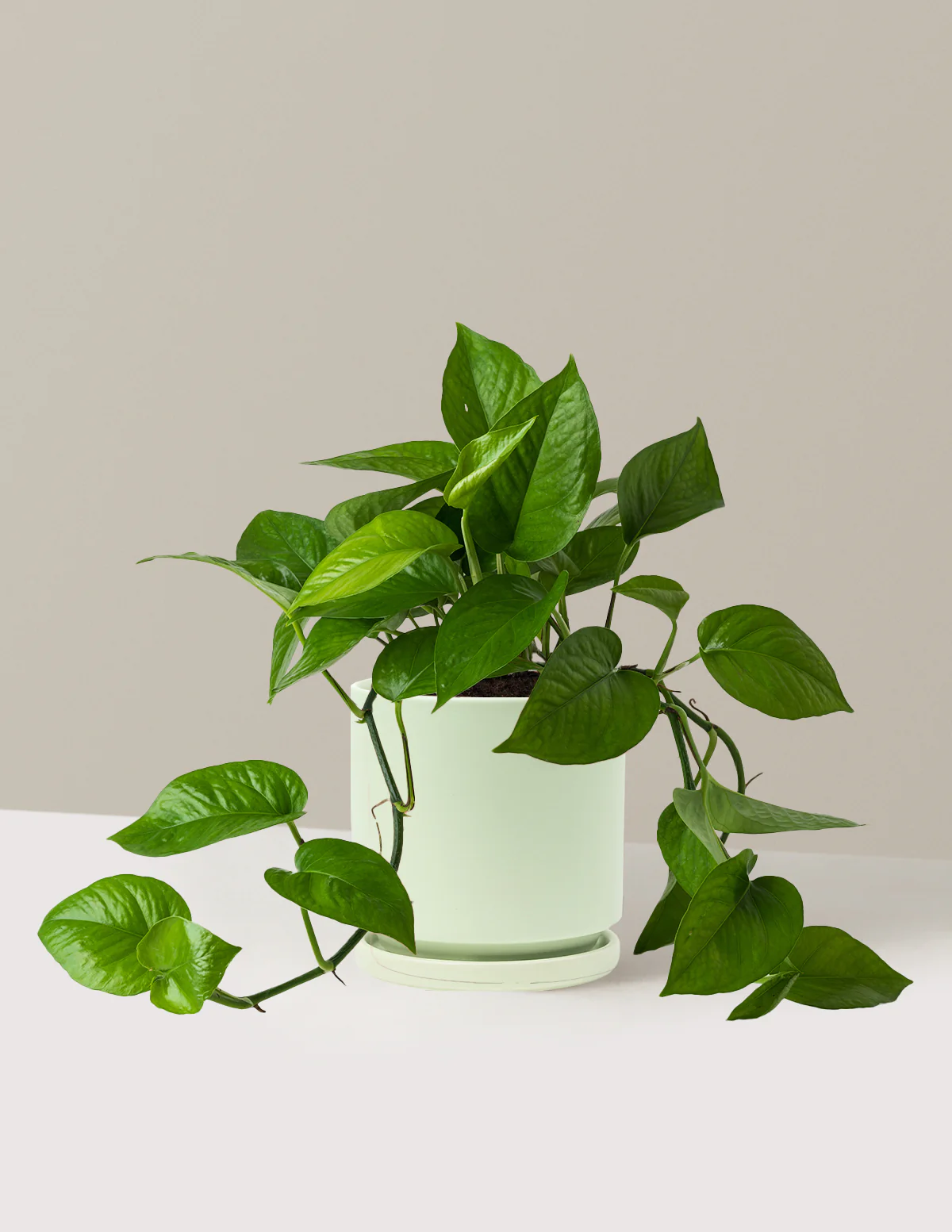 Jade Pothos - Image 23