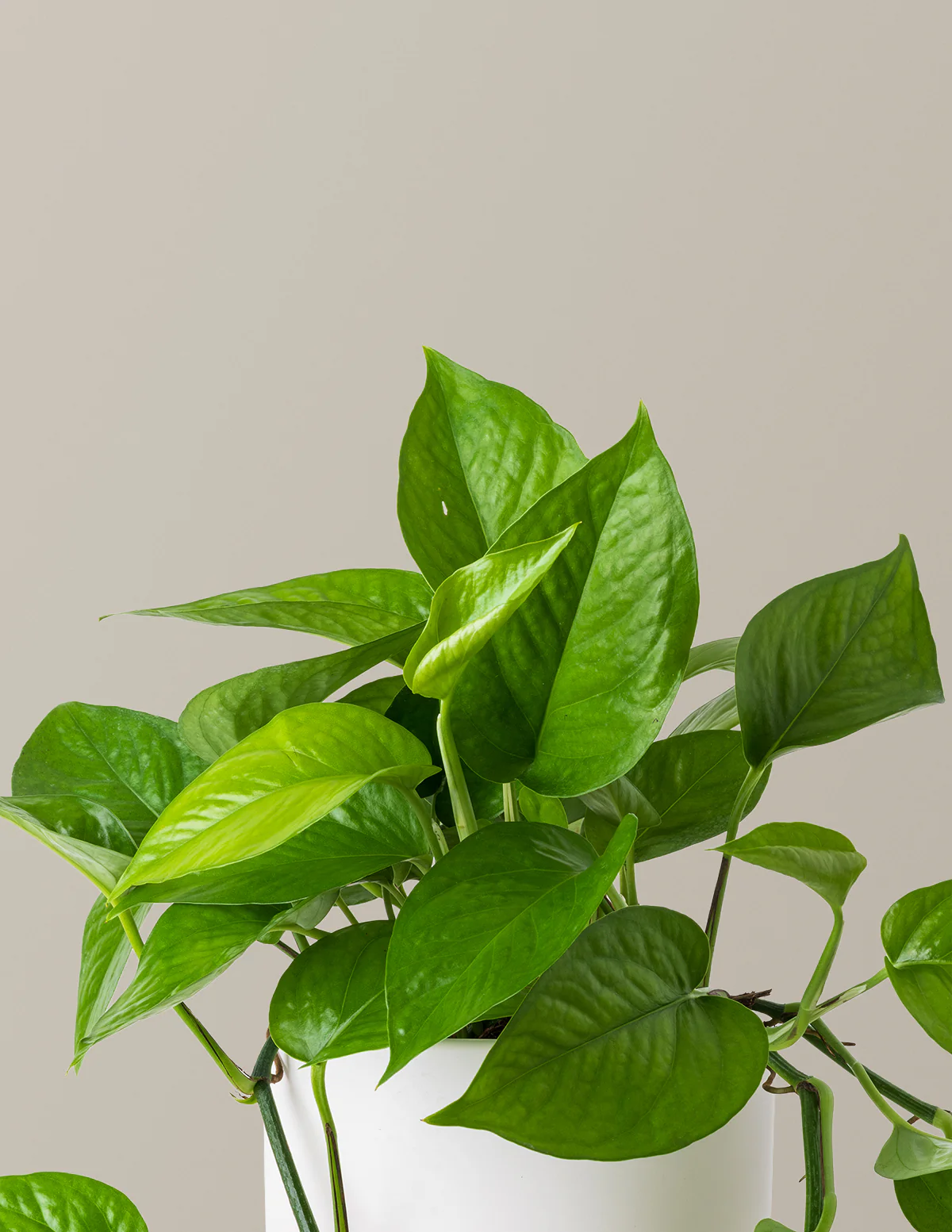 Jade Pothos - Image 3