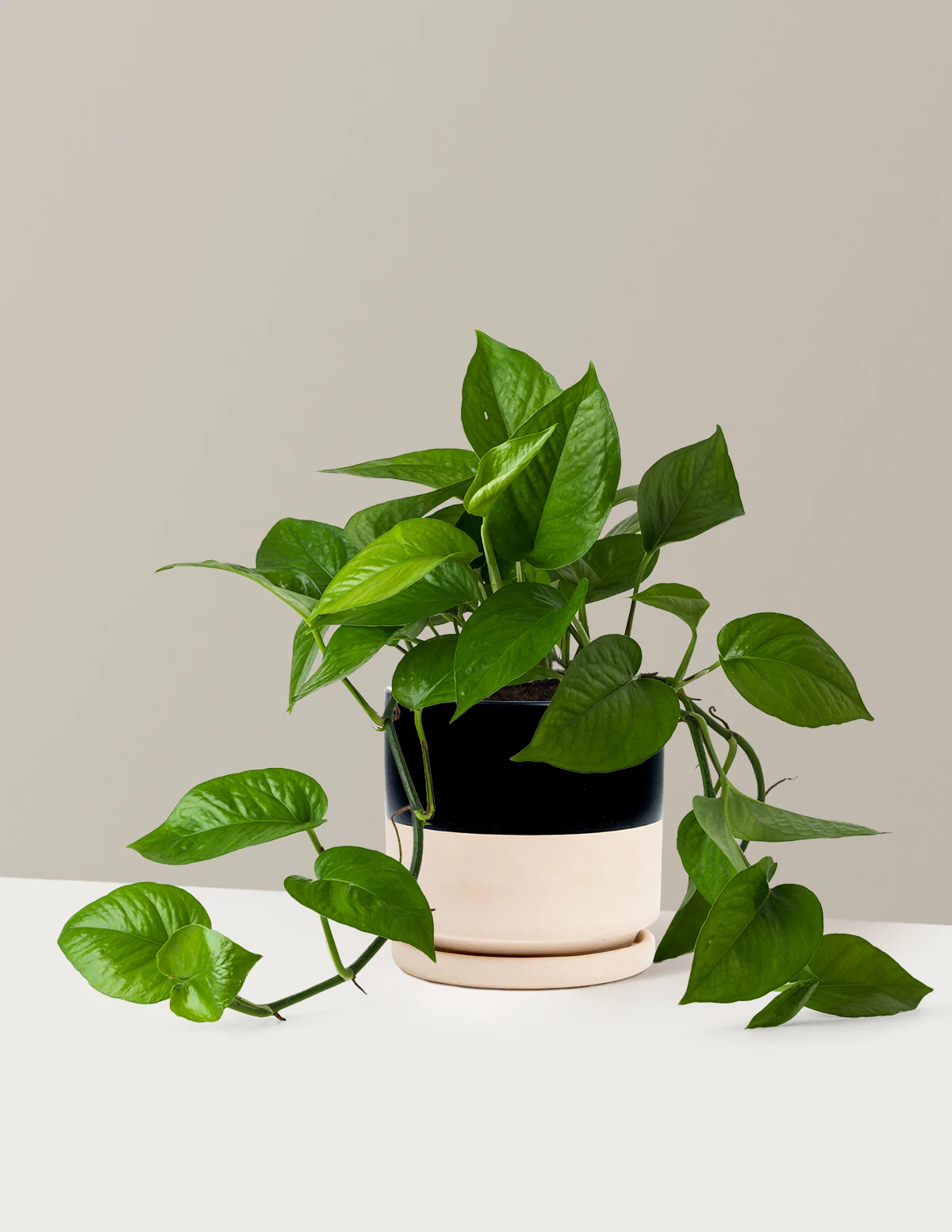 Jade Pothos - Image 6