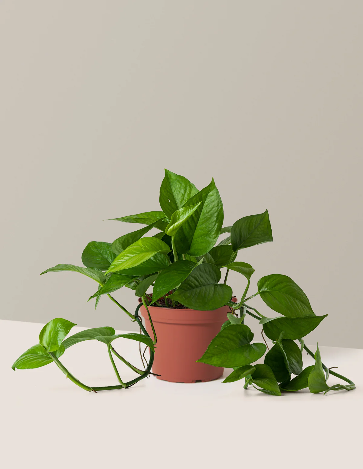 Jade Pothos - Image 8