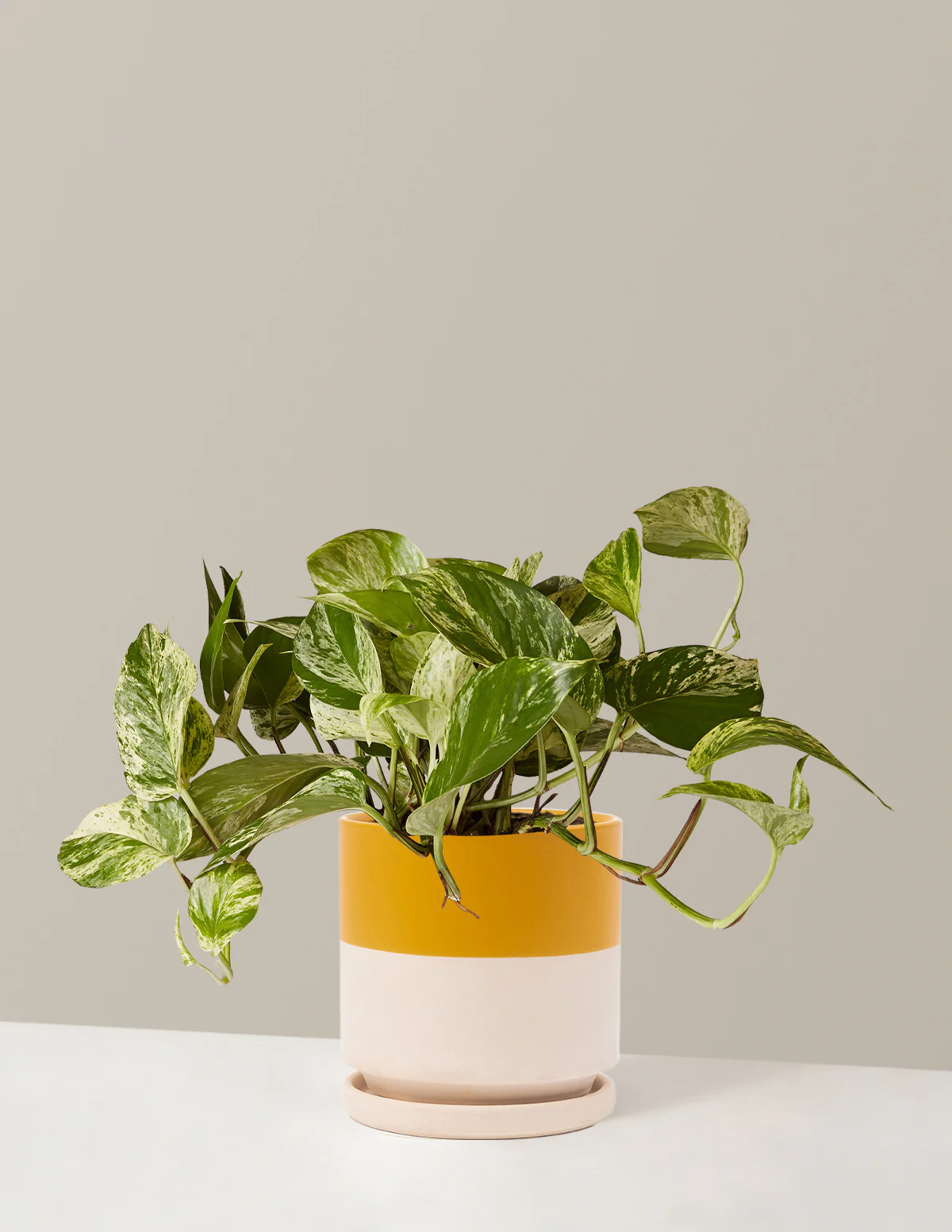 Pothos Marble Queen - Image 10