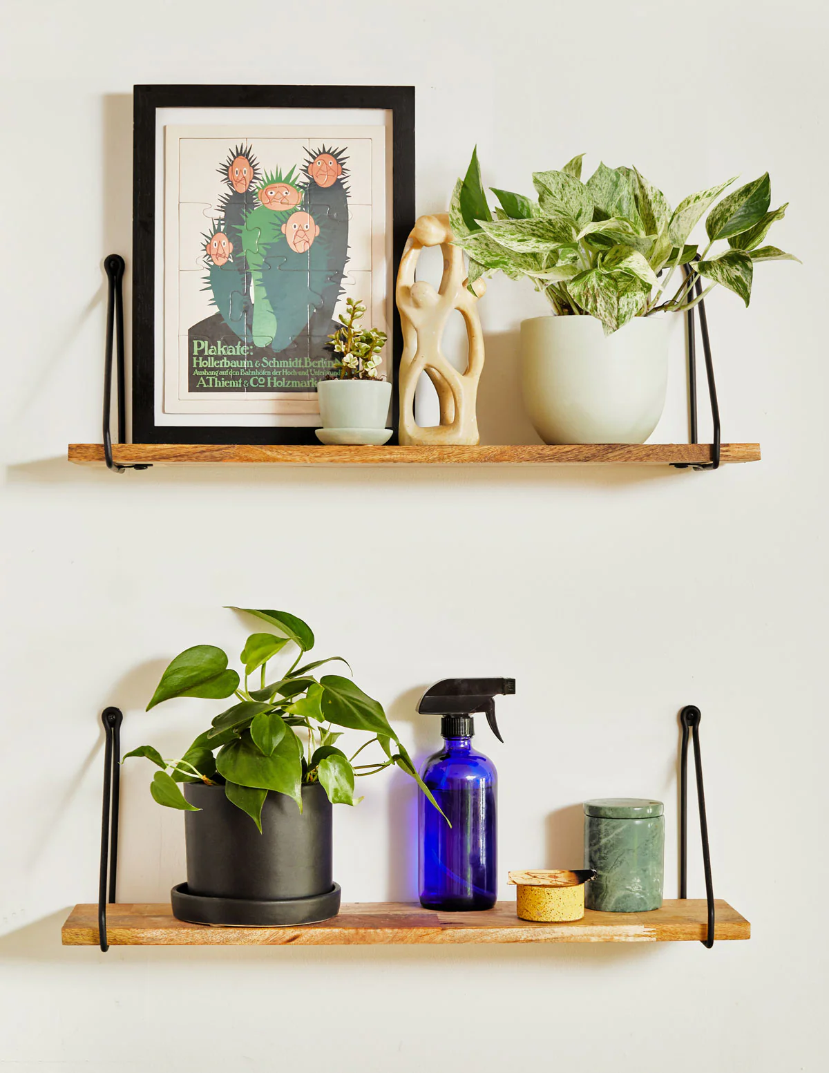 Pothos Marble Queen - Image 11