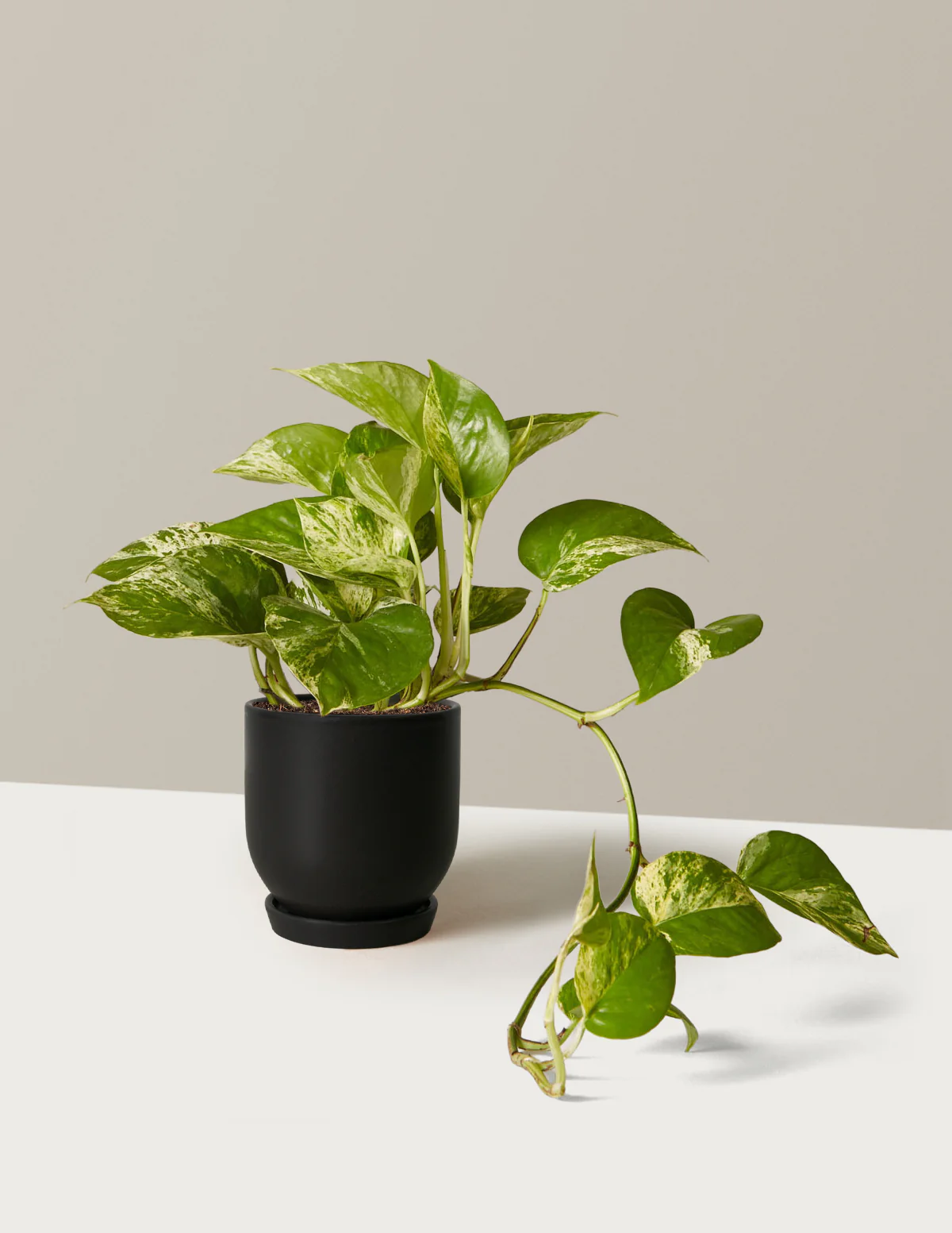 Pothos Marble Queen - Image 12