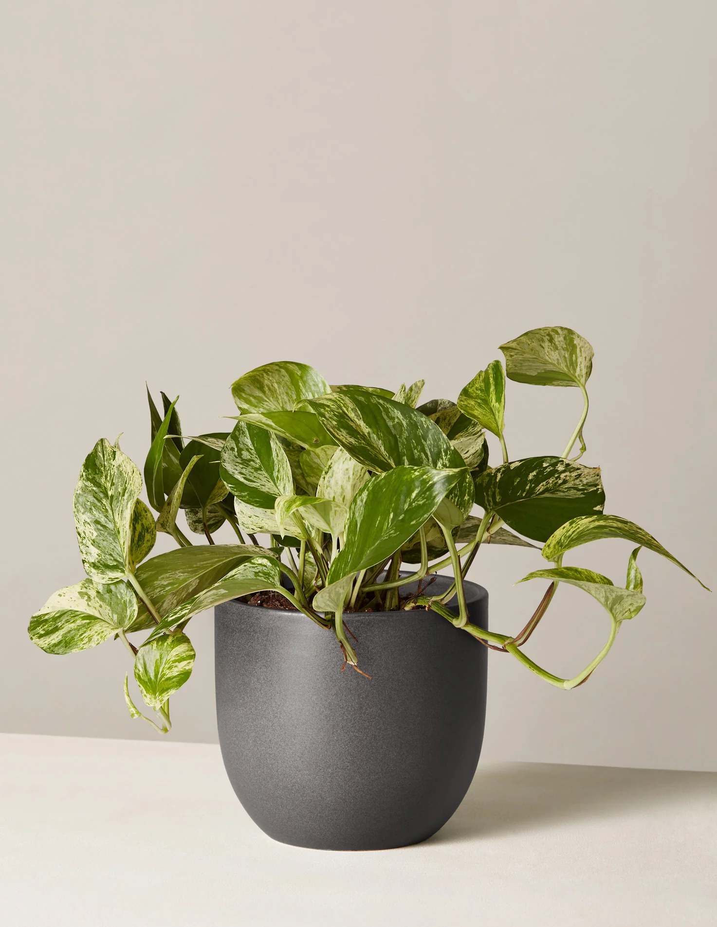 Pothos Marble Queen - Image 13