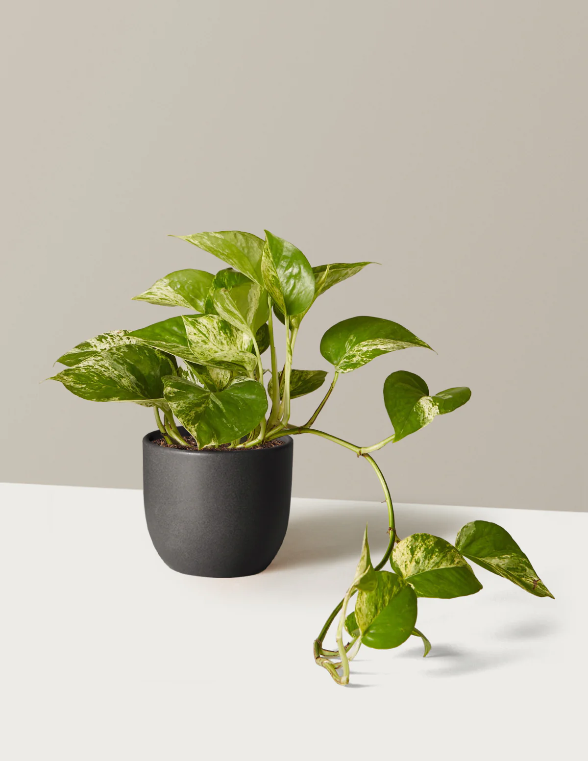 Pothos Marble Queen - Image 17