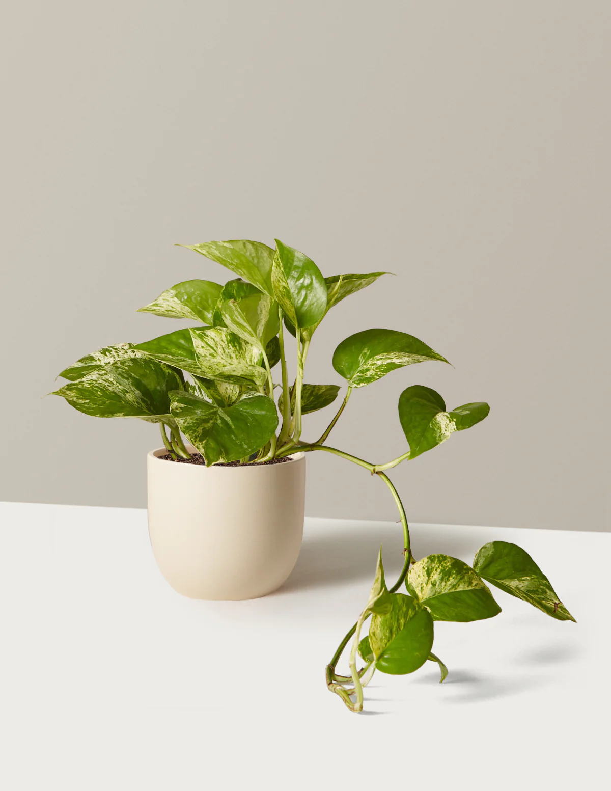 Pothos Marble Queen - Image 18