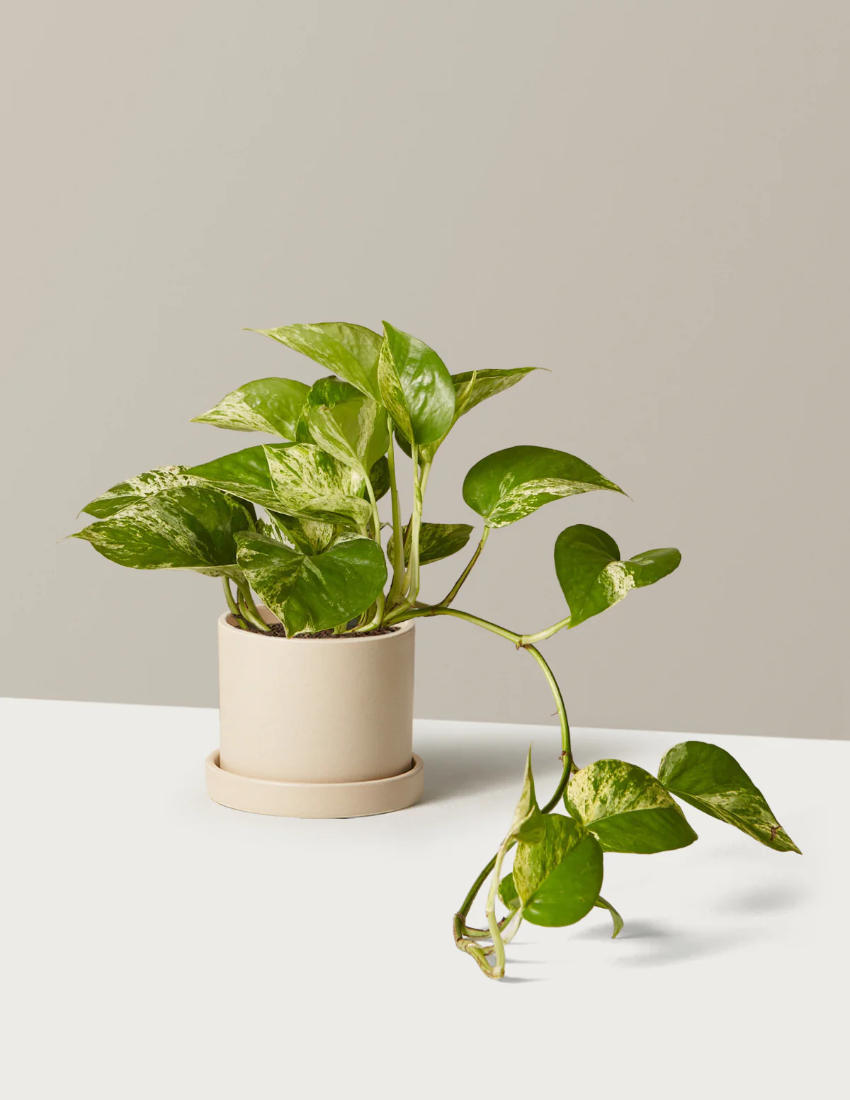 Pothos Marble Queen - Image 20