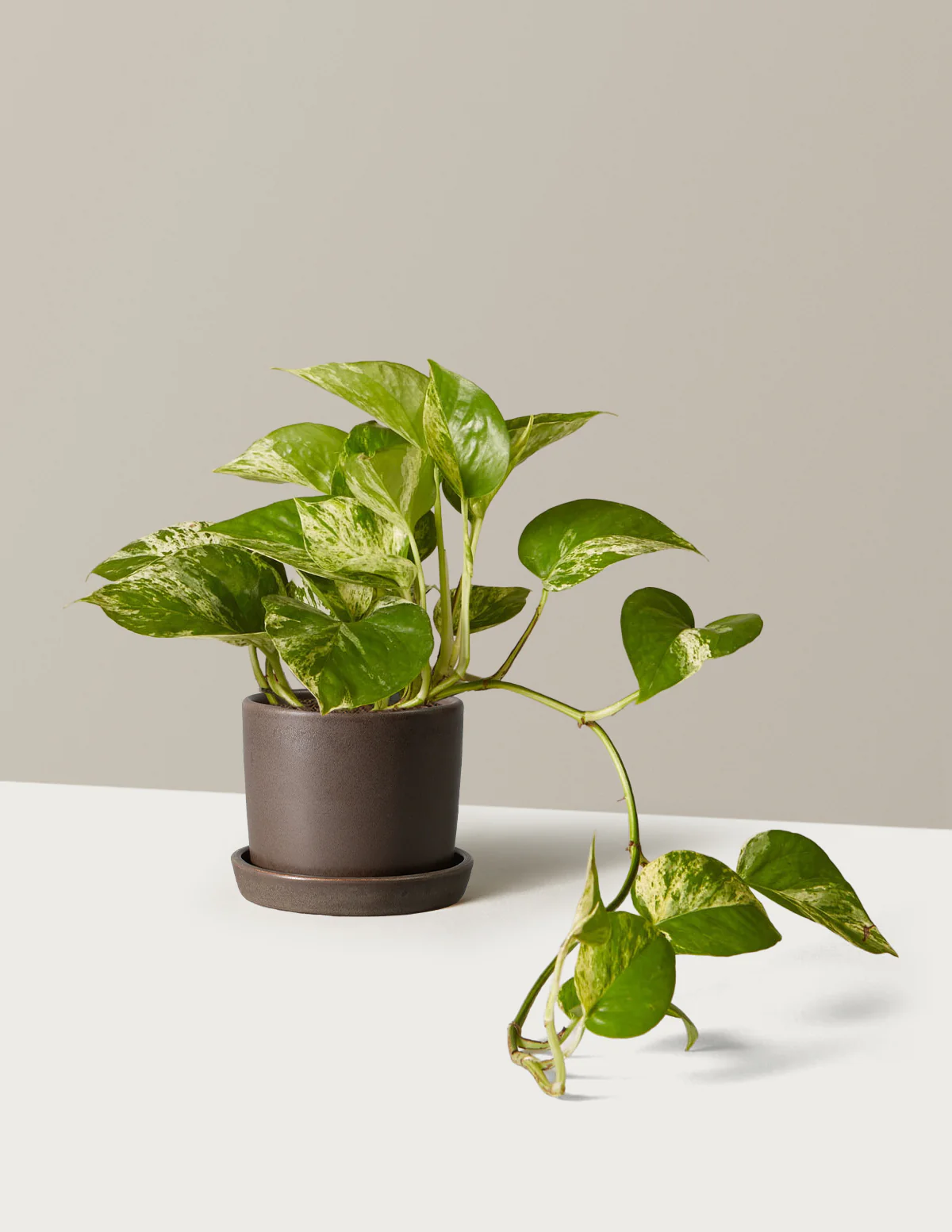 Pothos Marble Queen - Image 21