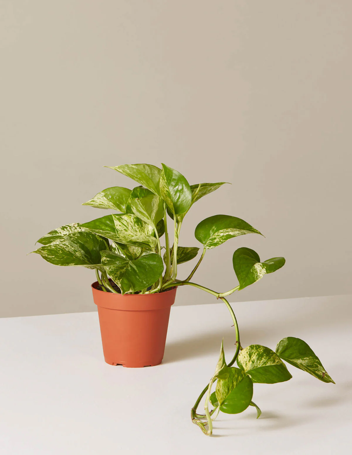 Pothos Marble Queen - Image 22