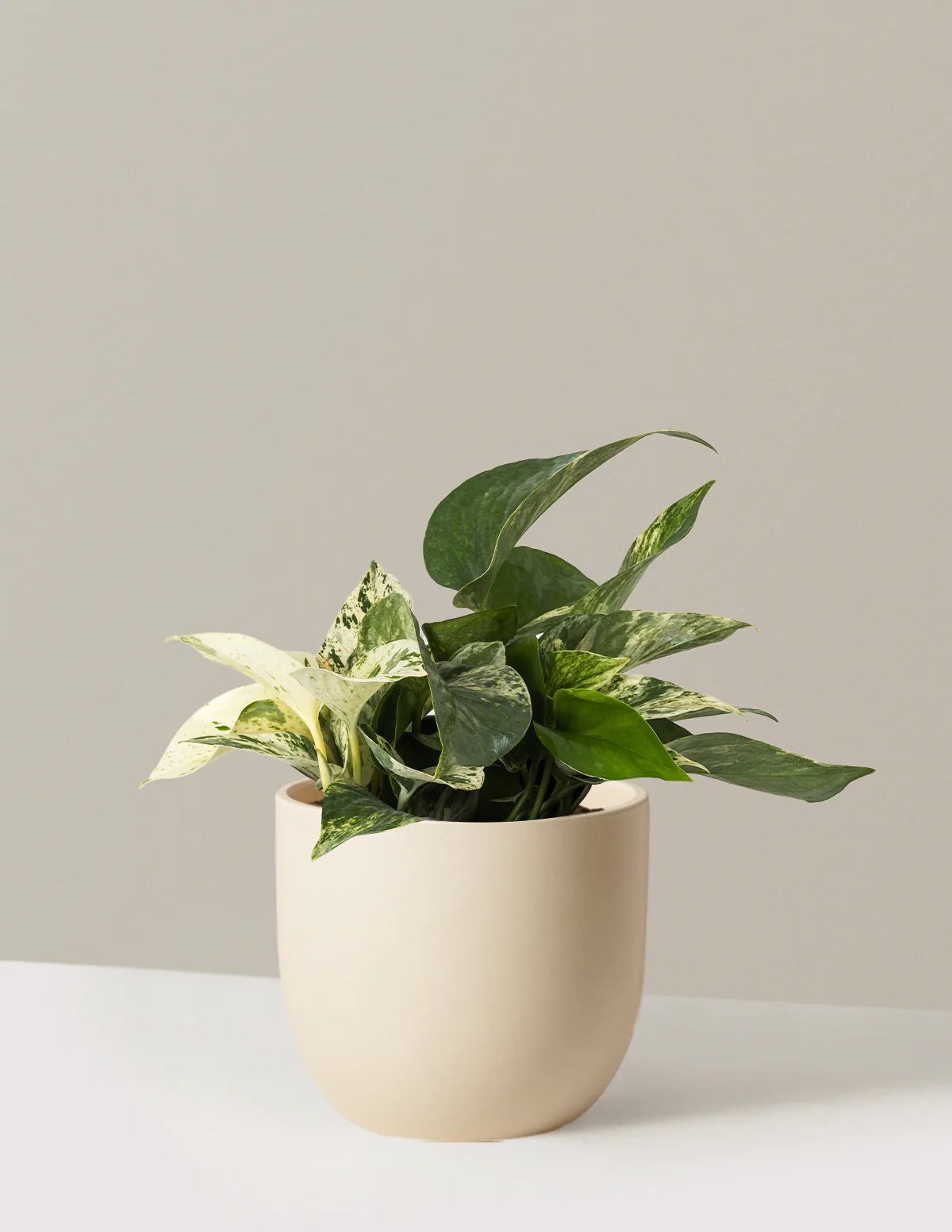 Pothos Marble Queen - Image 25