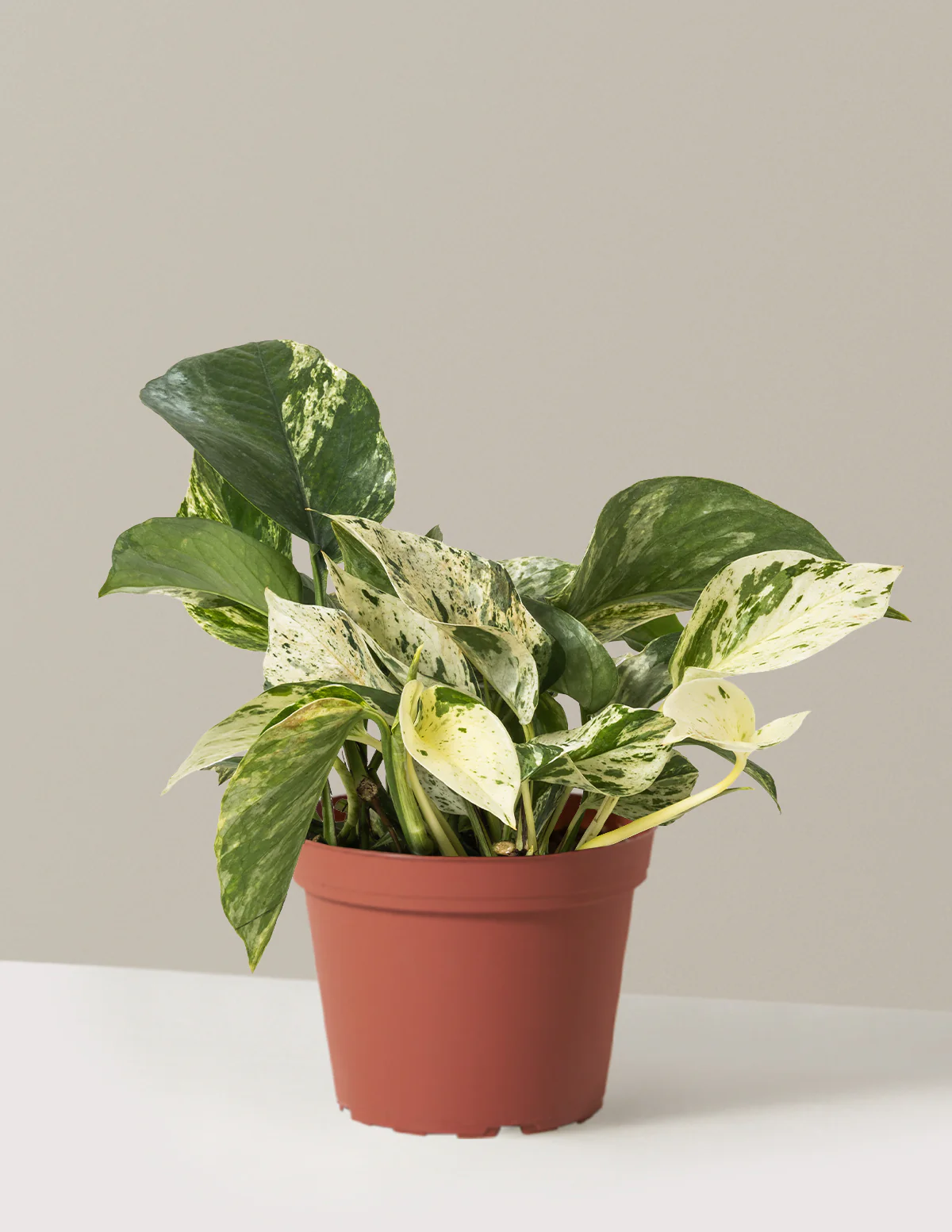 Pothos Marble Queen - Image 26