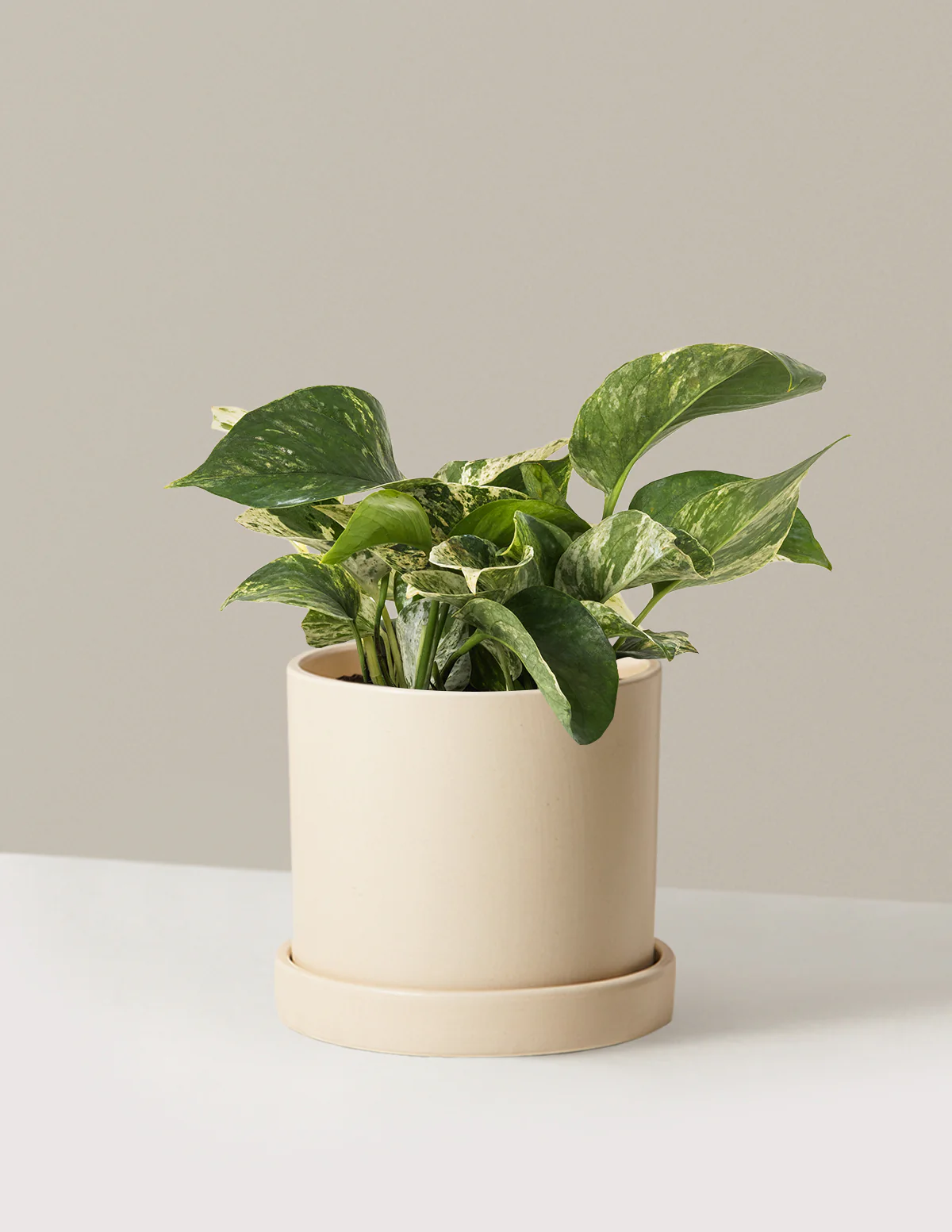 Pothos Marble Queen - Image 27