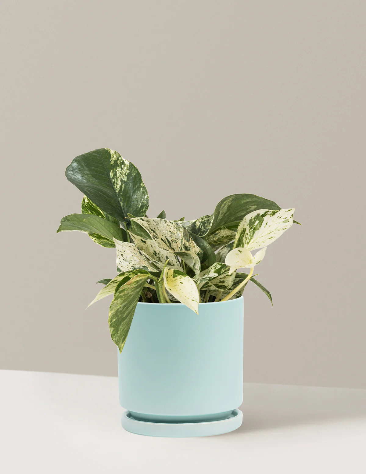 Pothos Marble Queen - Image 28