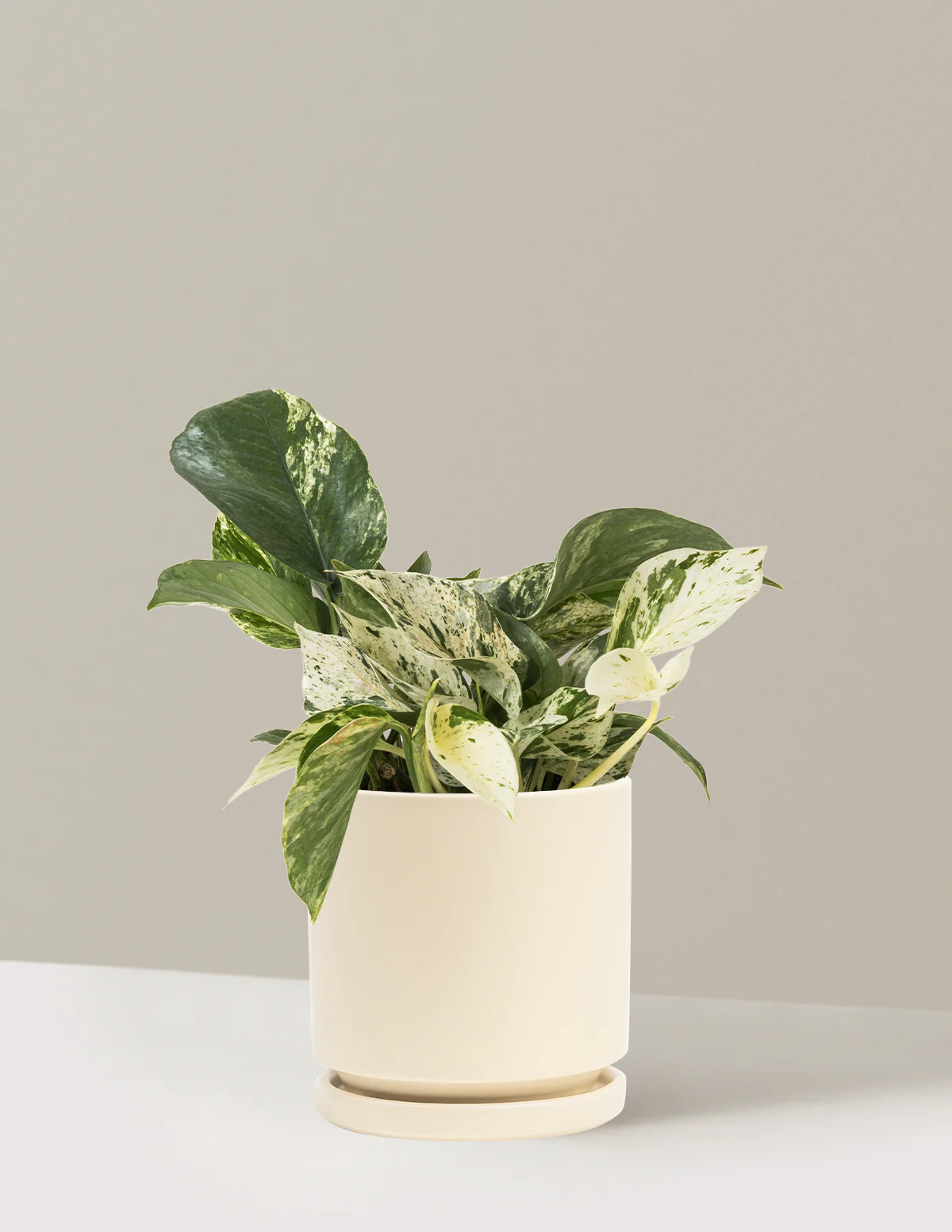 Pothos Marble Queen - Image 29