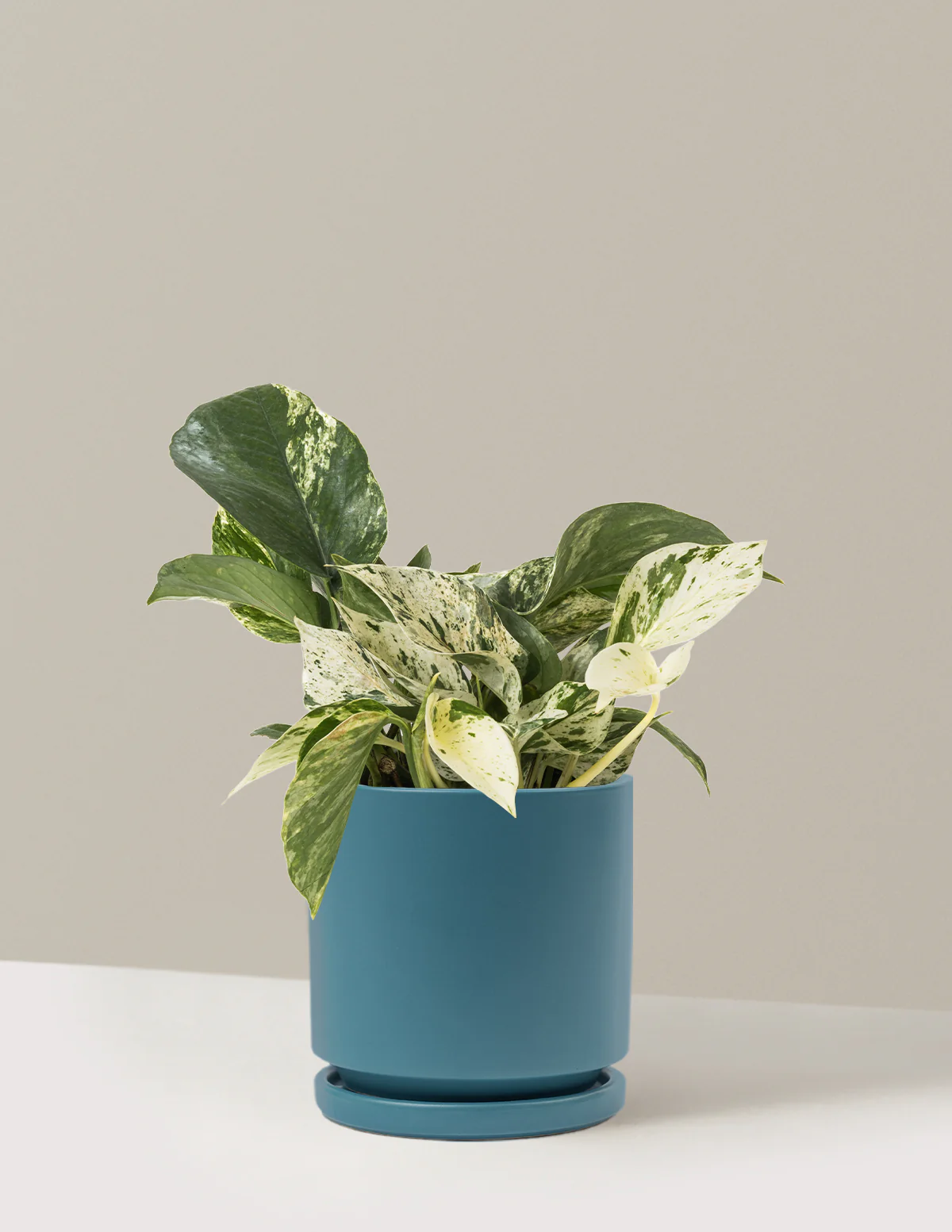 Pothos Marble Queen - Image 30