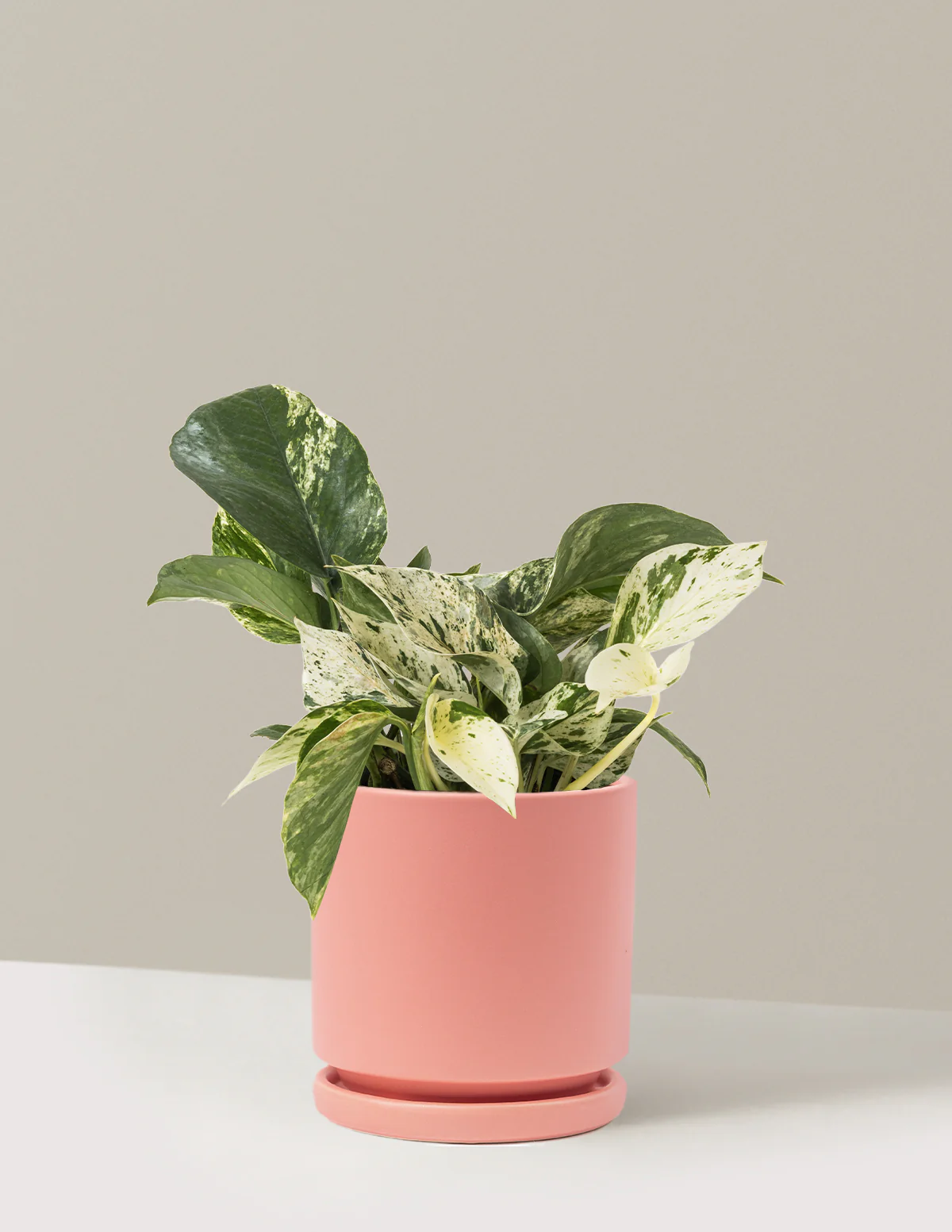 Pothos Marble Queen - Image 33