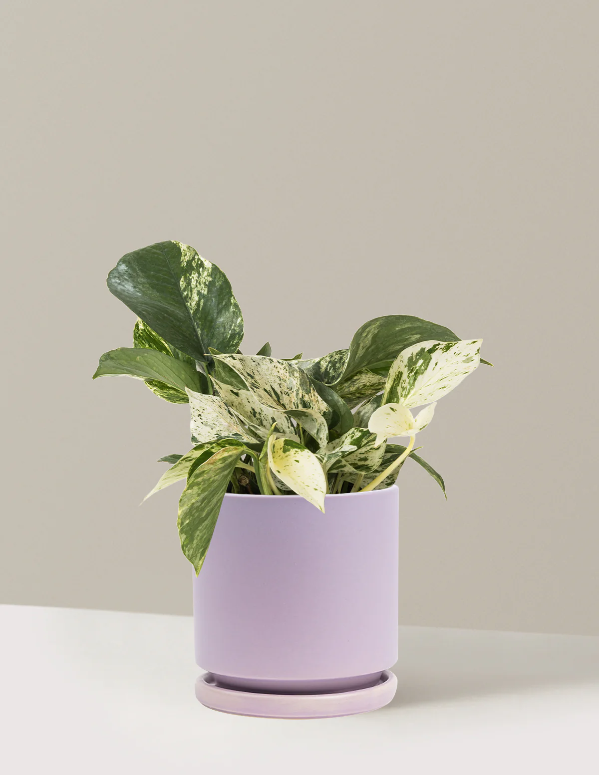 Pothos Marble Queen - Image 35