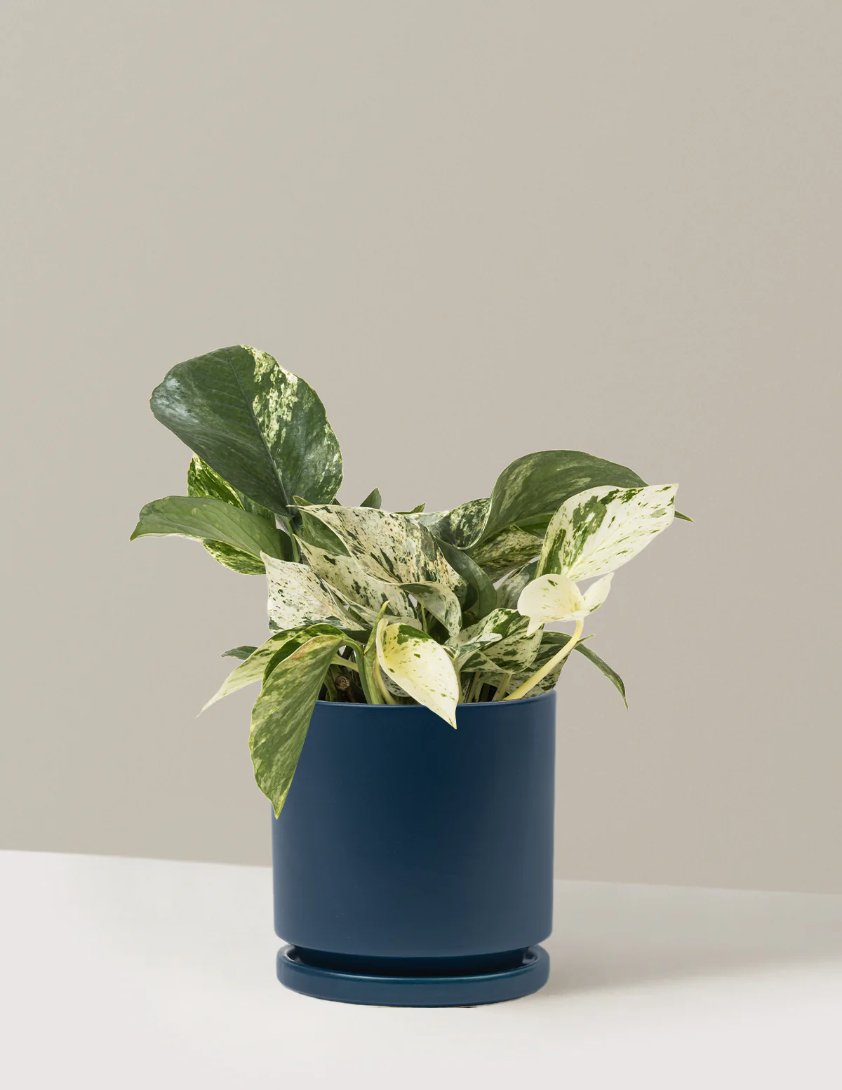 Pothos Marble Queen - Image 36