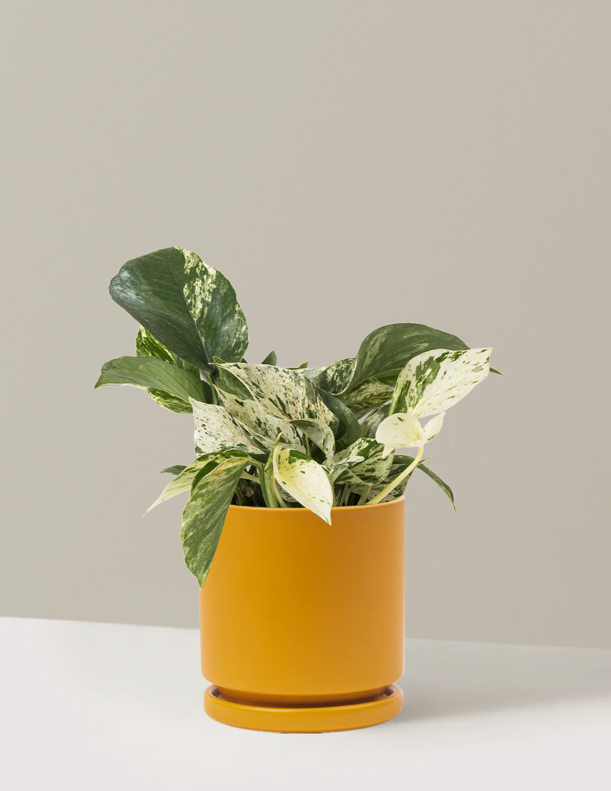 Pothos Marble Queen - Image 37