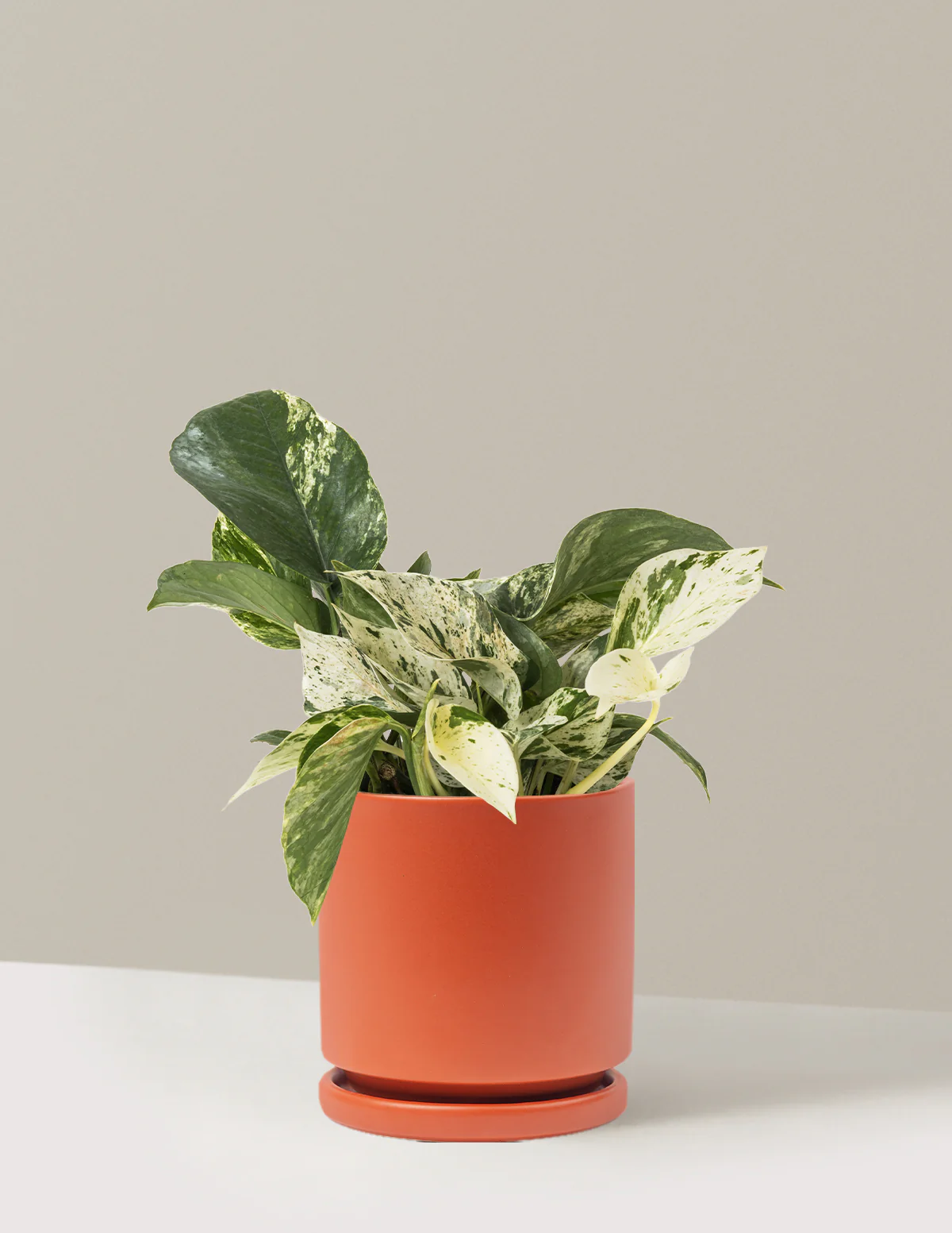 Pothos Marble Queen - Image 38