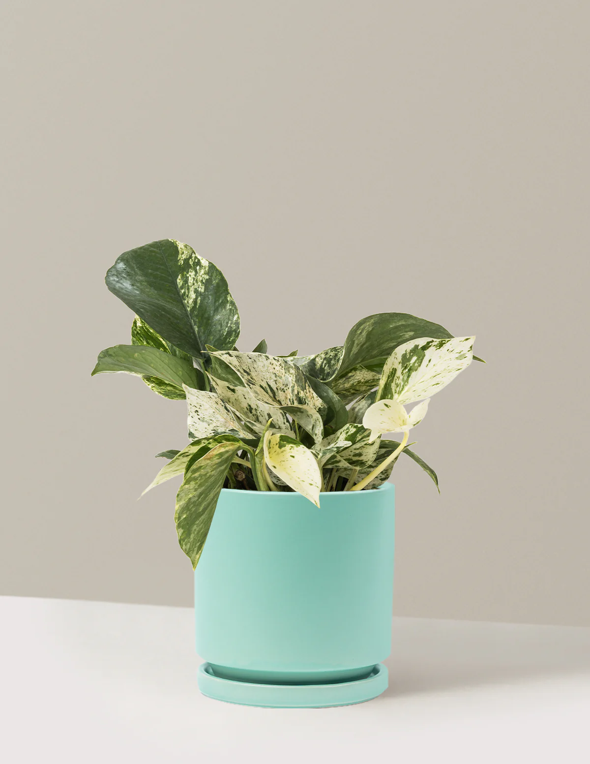 Pothos Marble Queen - Image 39