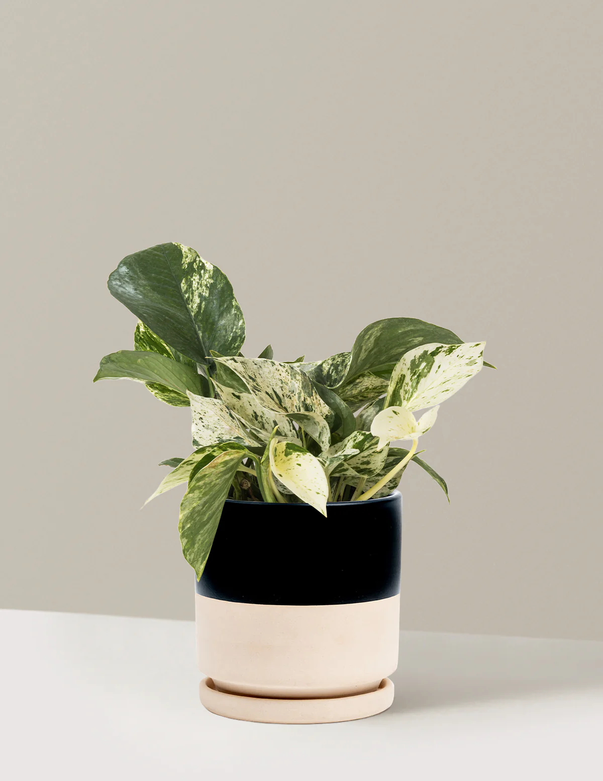 Pothos Marble Queen - Image 40