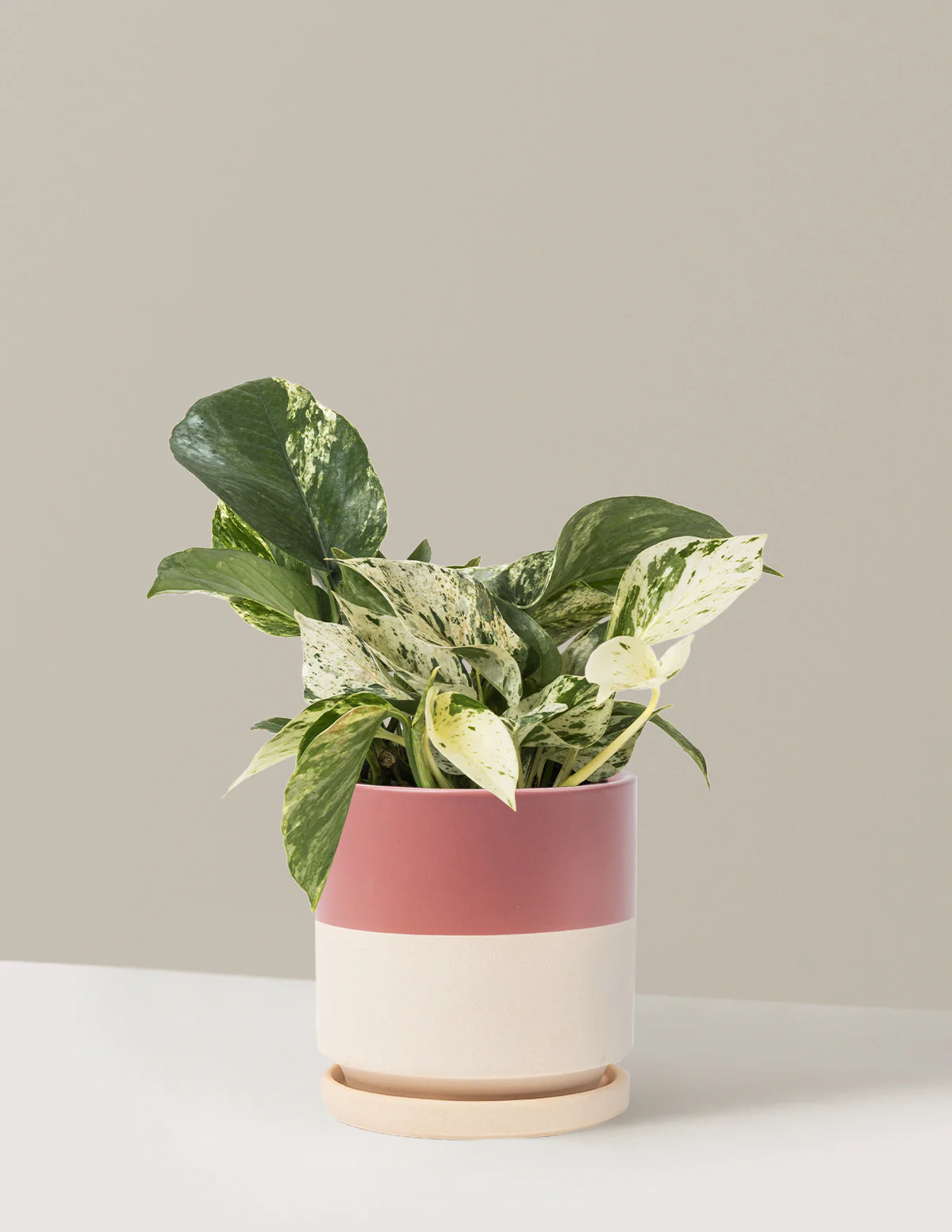 Pothos Marble Queen - Image 41