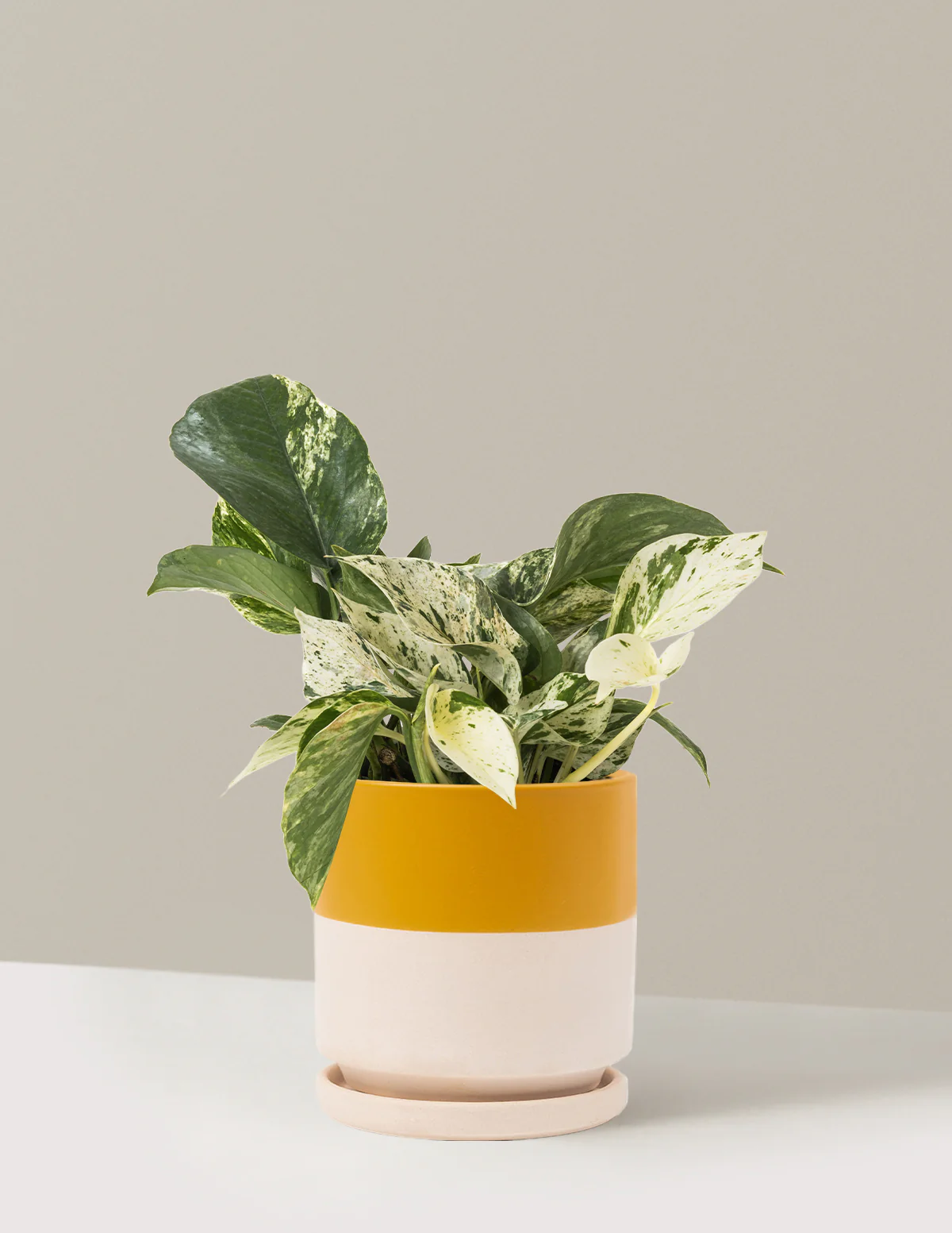 Pothos Marble Queen - Image 42