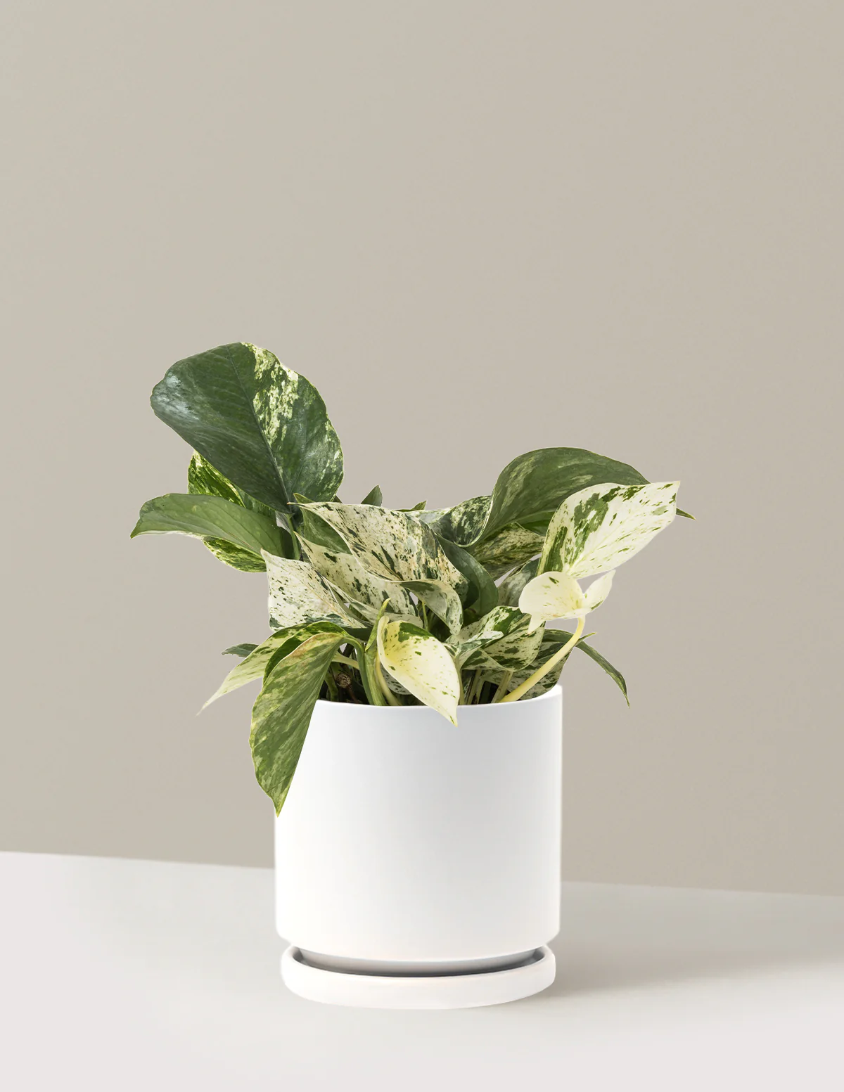 Pothos Marble Queen - Image 44