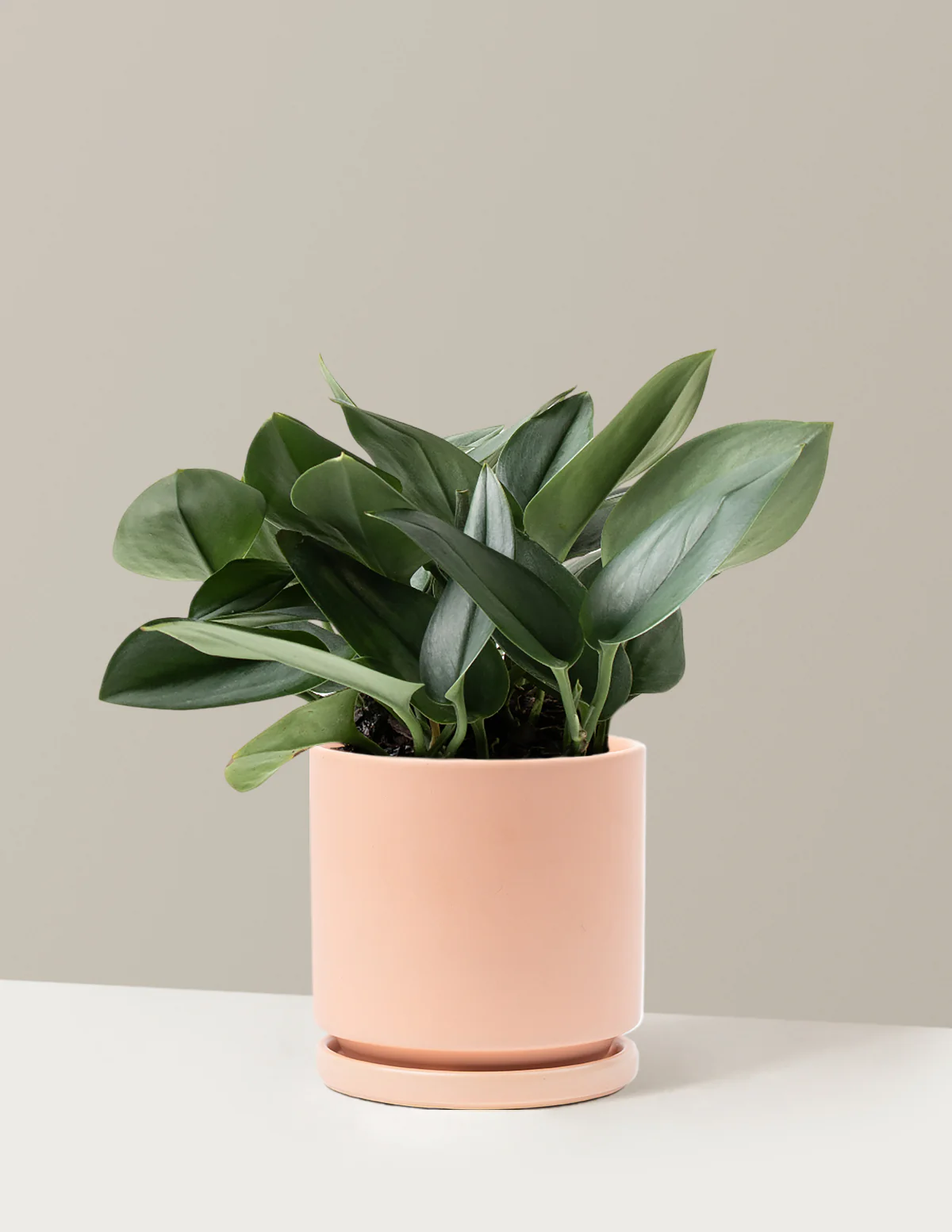Pothos Sterling Silver - Image 11