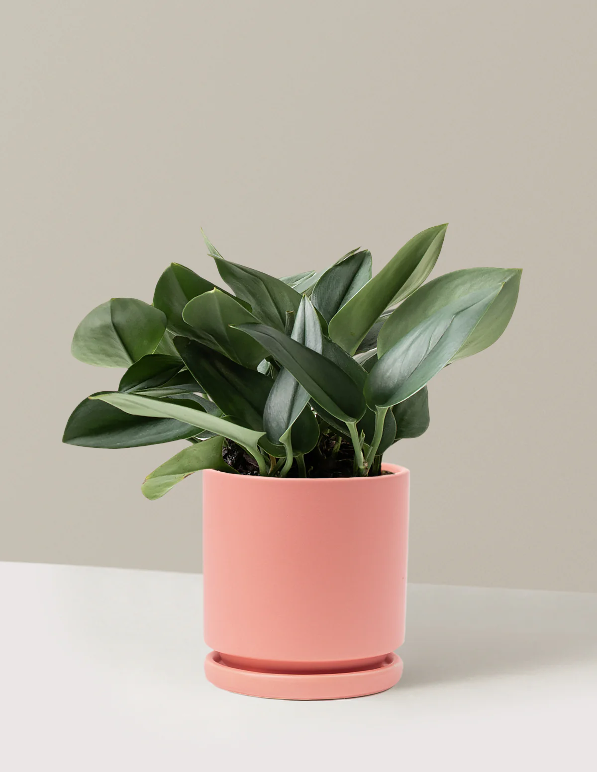 Pothos Sterling Silver - Image 29