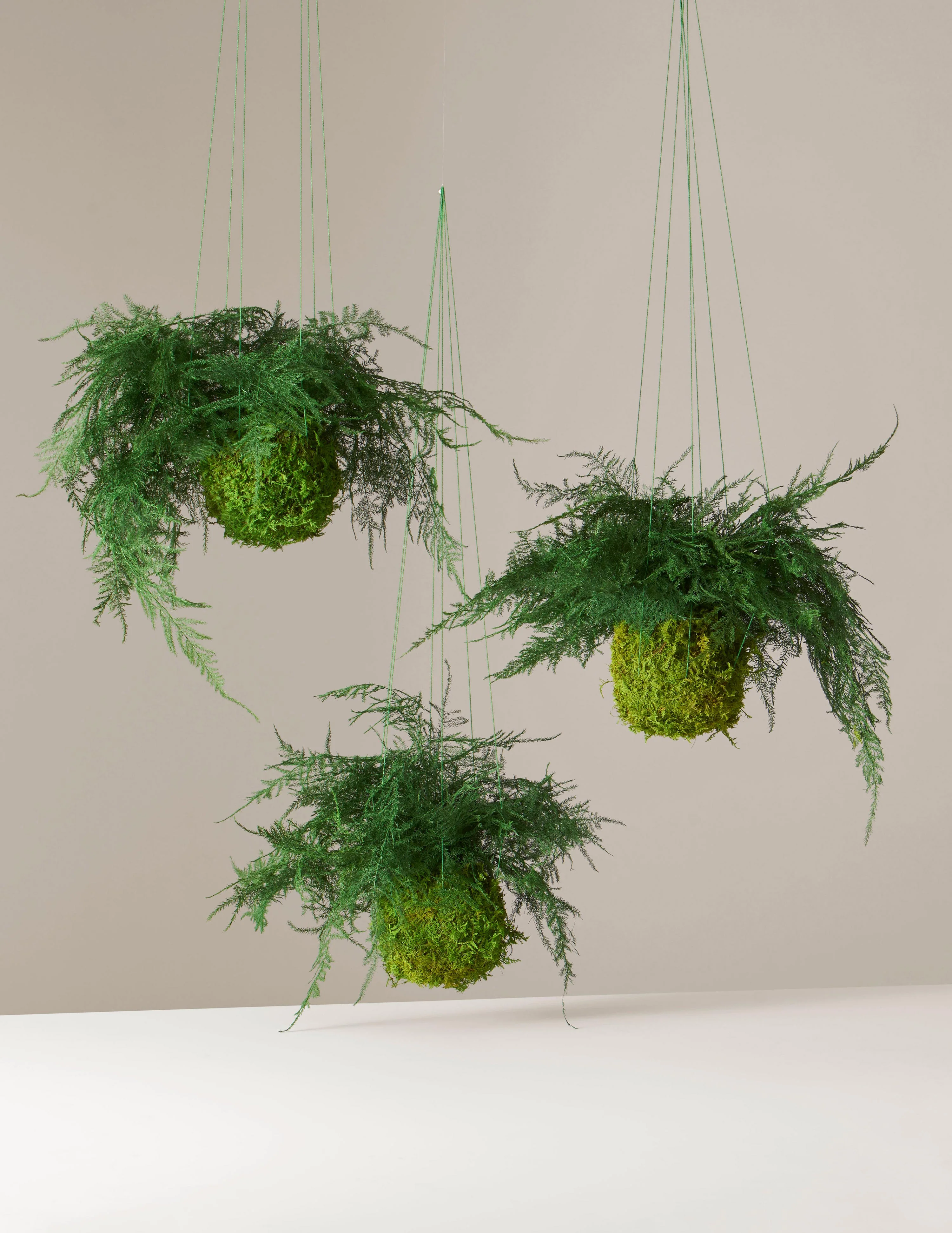 Preserved Fern Kokedama - Image 4