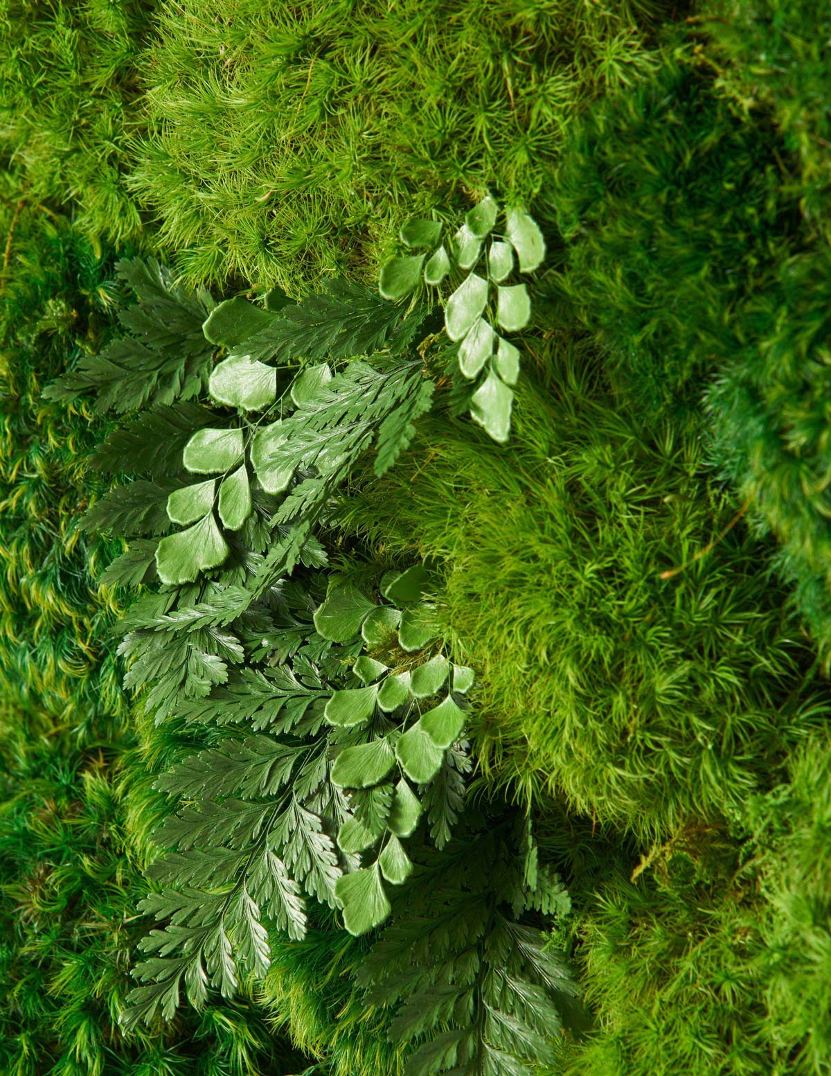 Medium Preserved Living Wall - Image 3