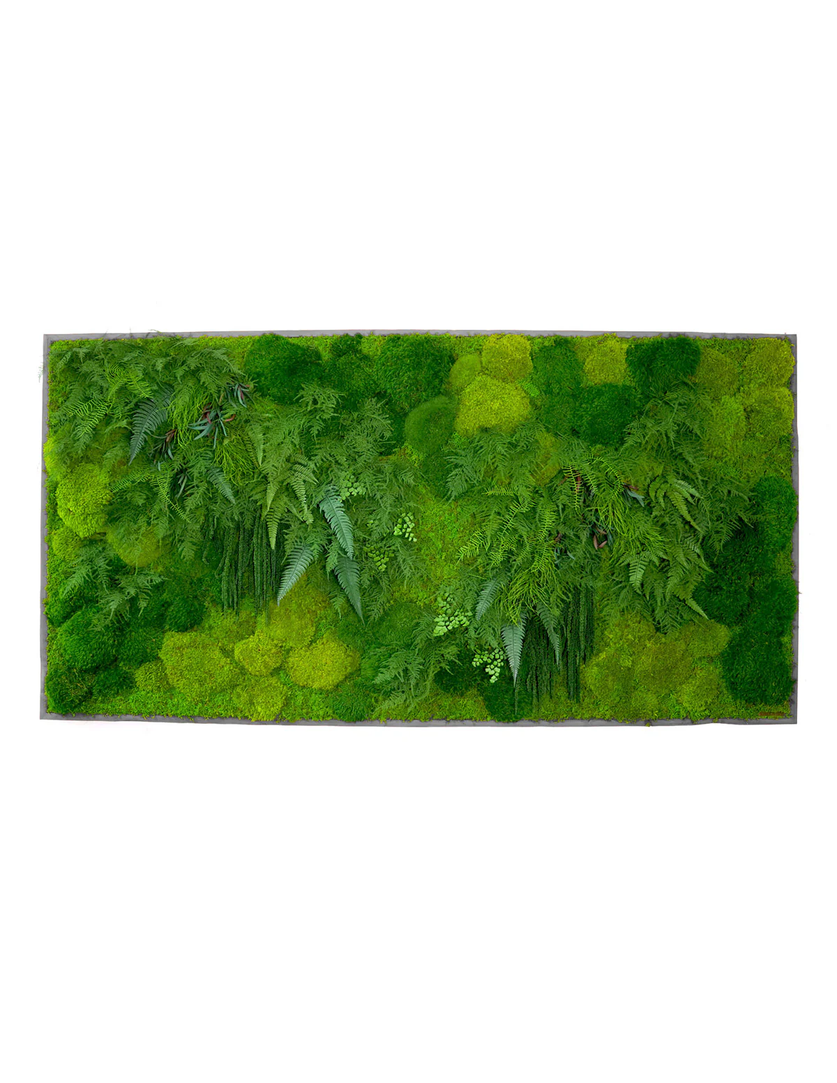 Large Preserved Living Wall - Image 6