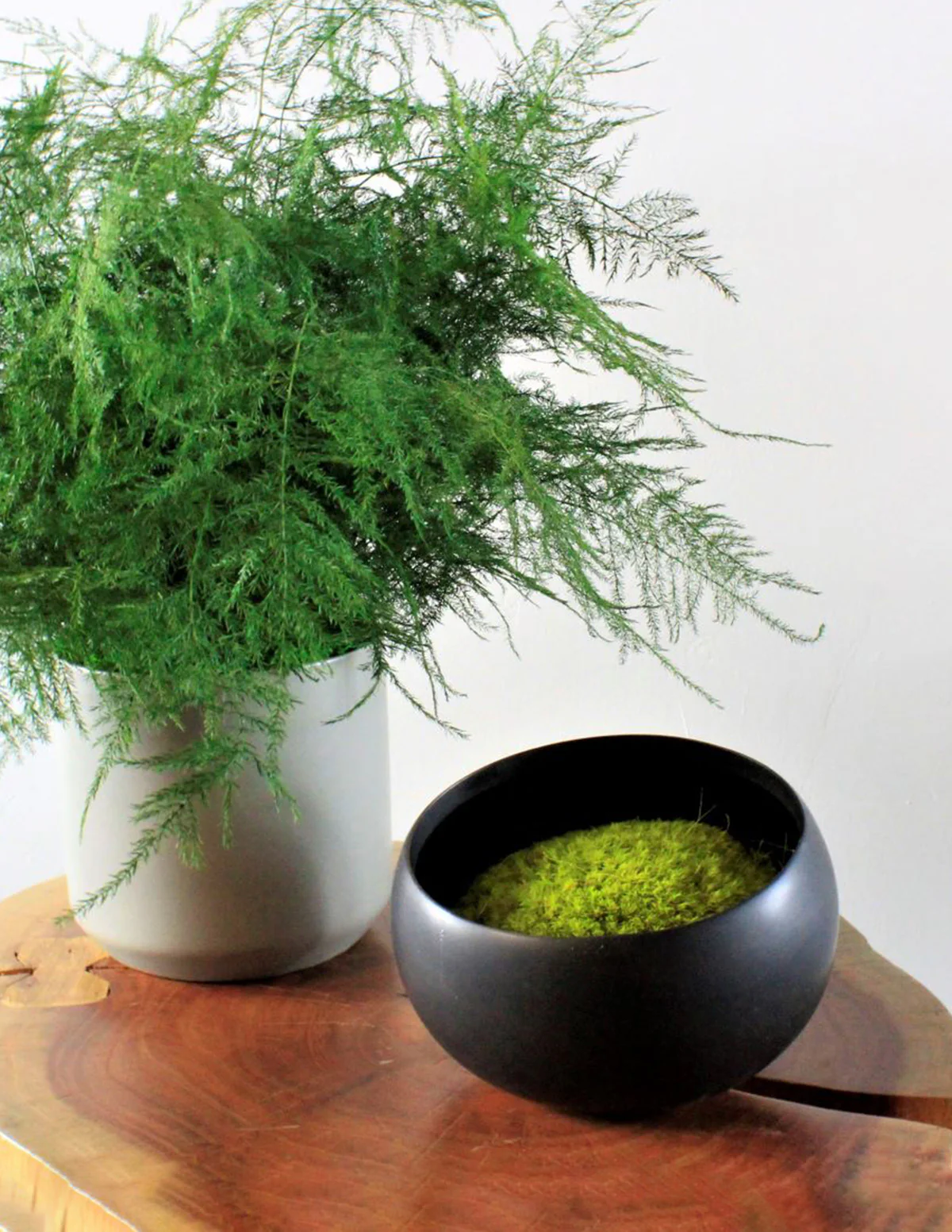 Preserved Moss in Ceramic Bowl - Image 2