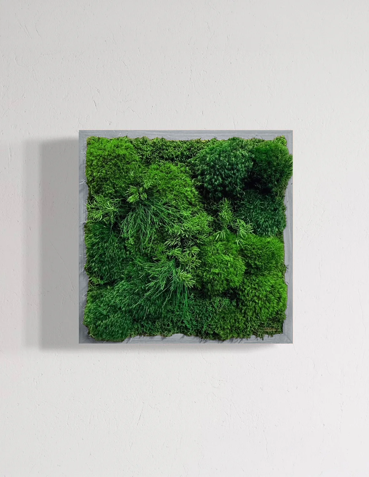 Small Preserved Living Wall - Image 3