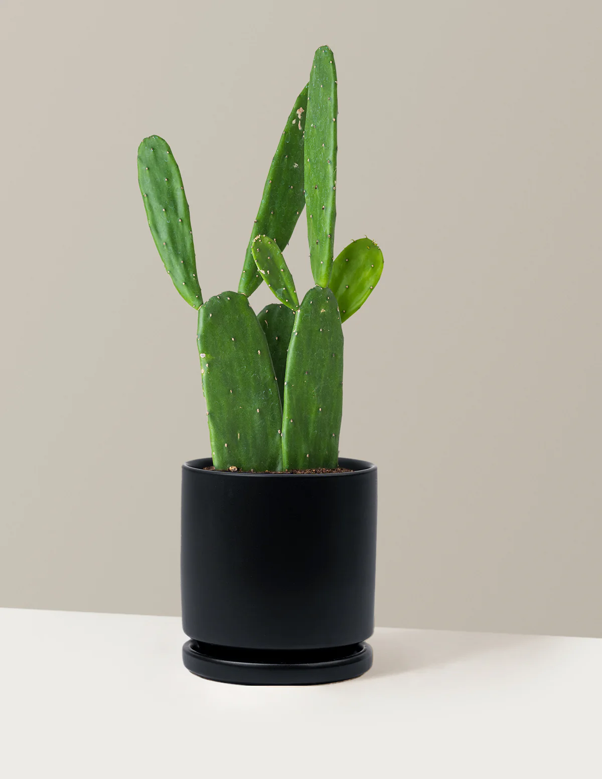 Prickly Pear Cactus - Image 10