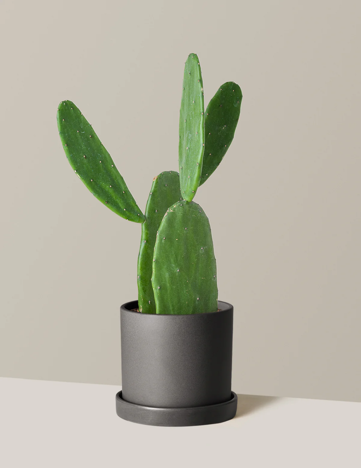 Prickly Pear Cactus - Image 17