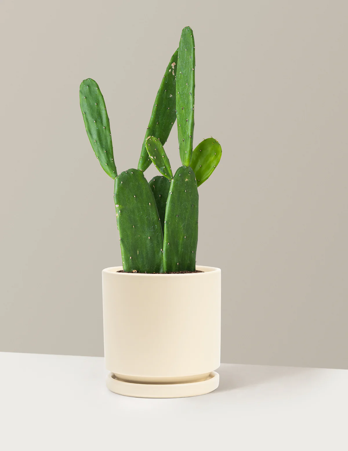 Prickly Pear Cactus - Image 18