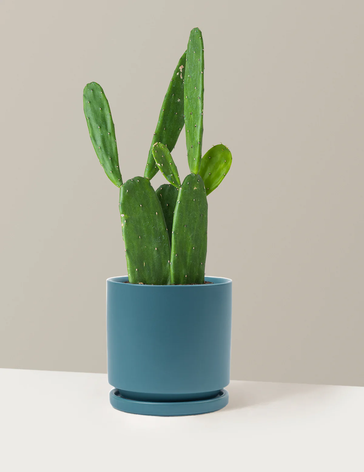 Prickly Pear Cactus - Image 19