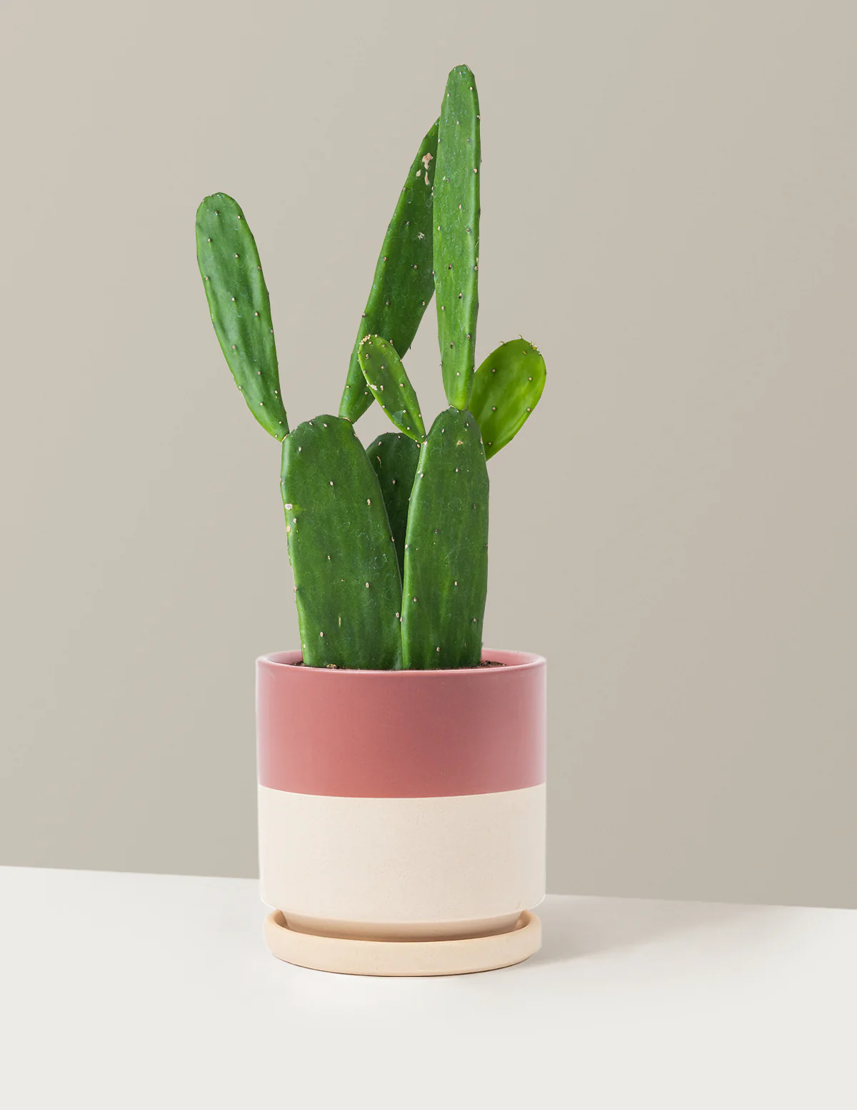 Prickly Pear Cactus - Image 21