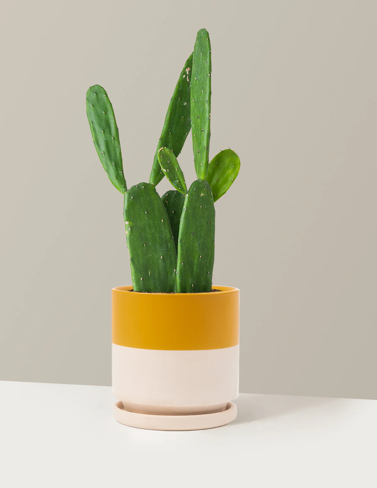 Prickly Pear Cactus - Image 22