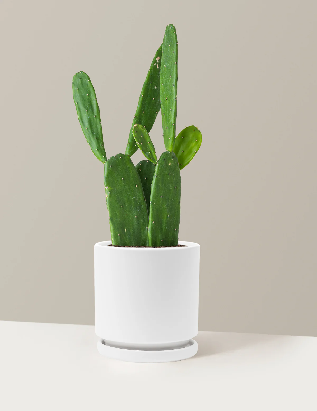 Prickly Pear Cactus - Image 23