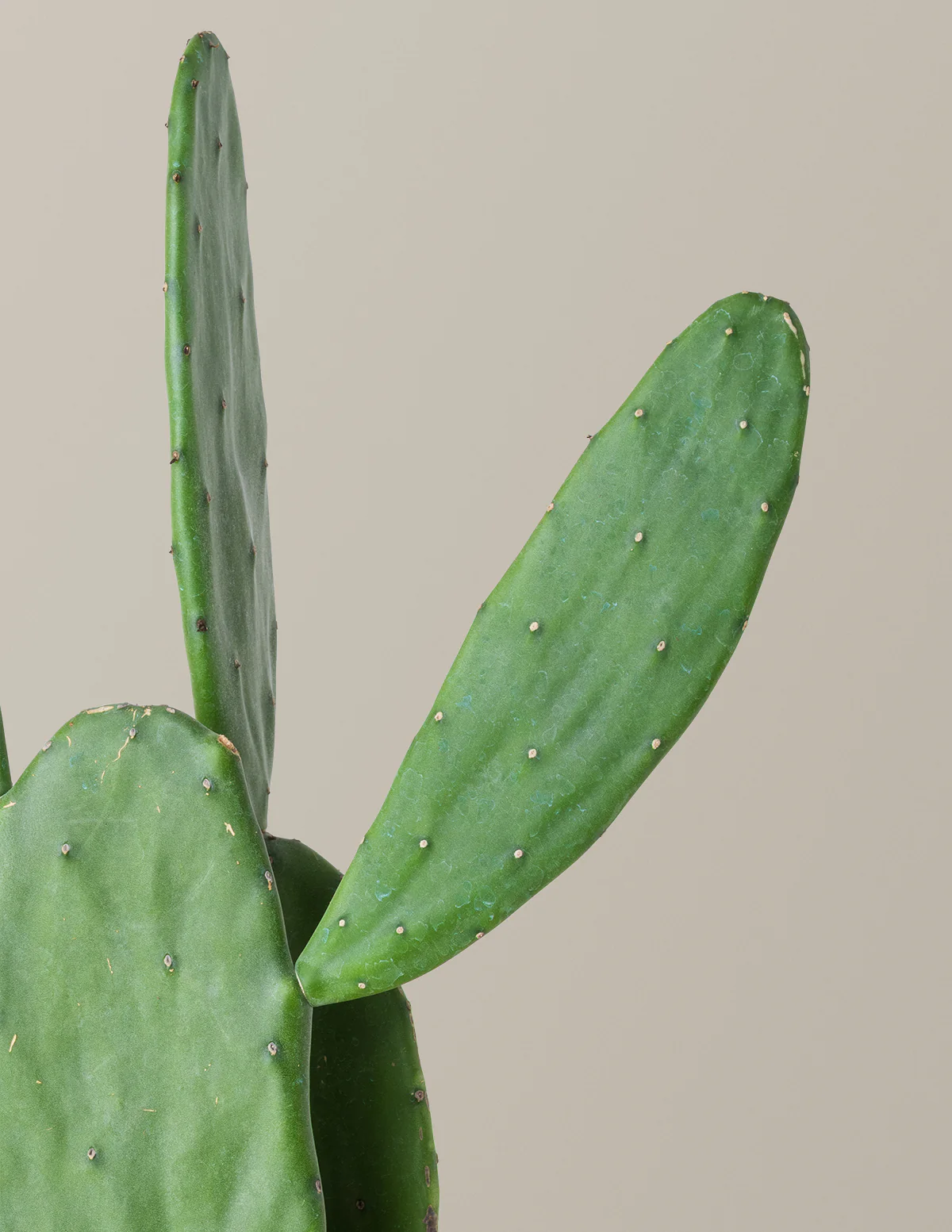 Prickly Pear Cactus - Image 24