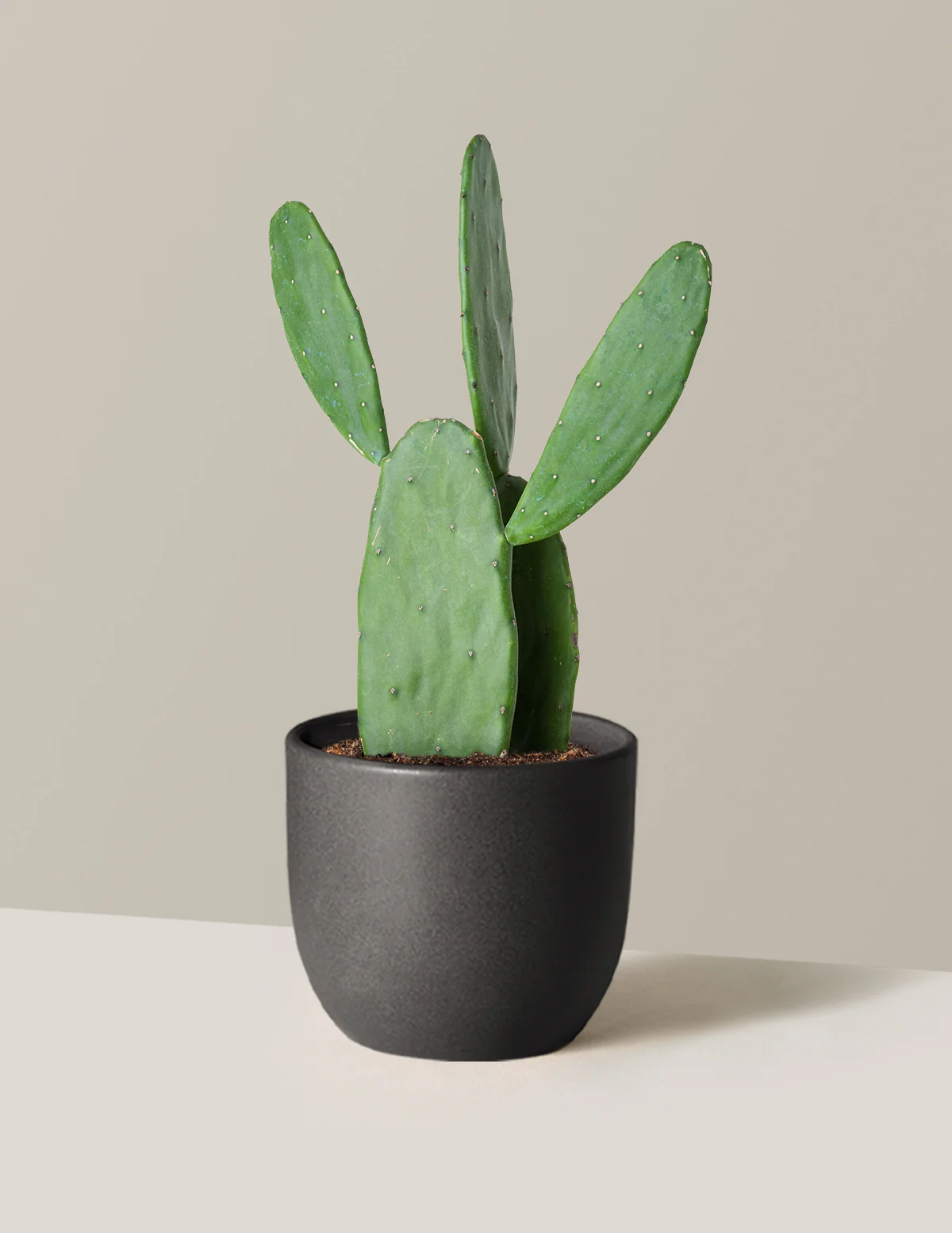 Prickly Pear Cactus - Image 25