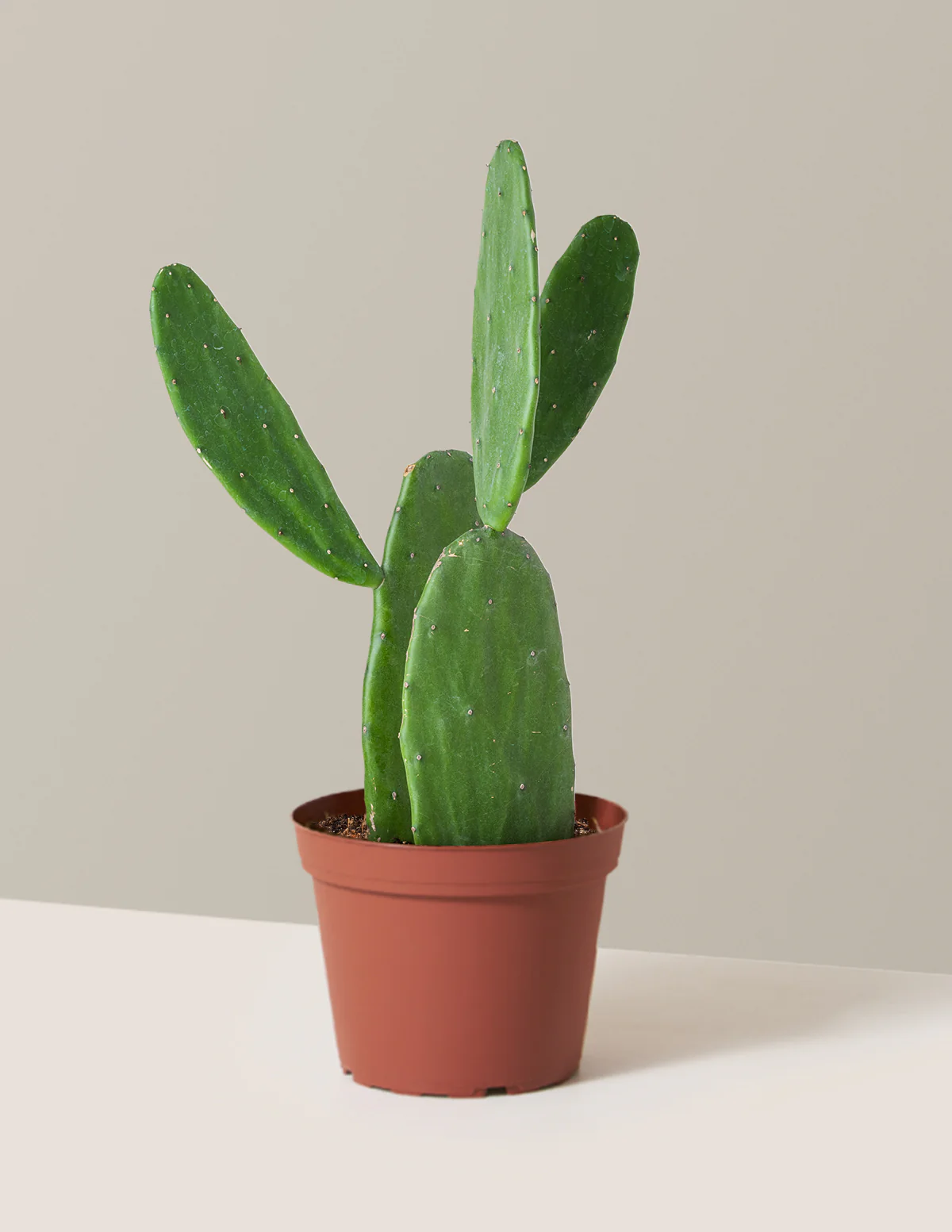 Prickly Pear Cactus - Image 26