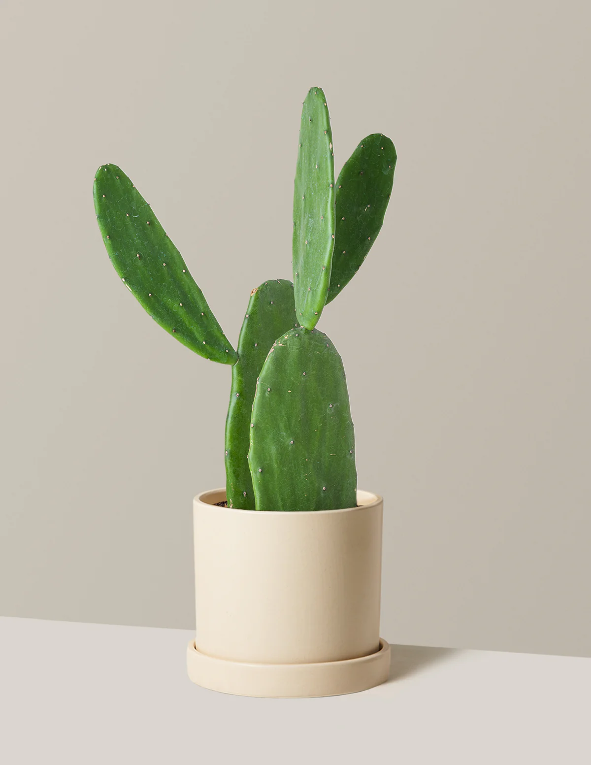 Prickly Pear Cactus - Image 27